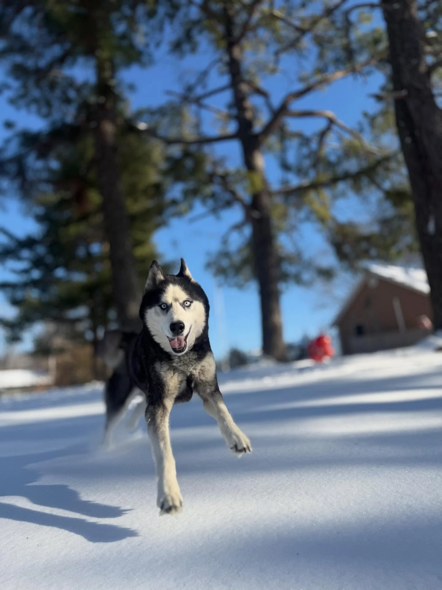 King! It&rsquo;s so hard choosing the 1st pic every time as I feel like they are all so good but this one may be a top one I&rsquo;ve ever taken - look at that perfect snow underneath him too ☺️

Tomorrow&rsquo;s hours will be the same thing as today