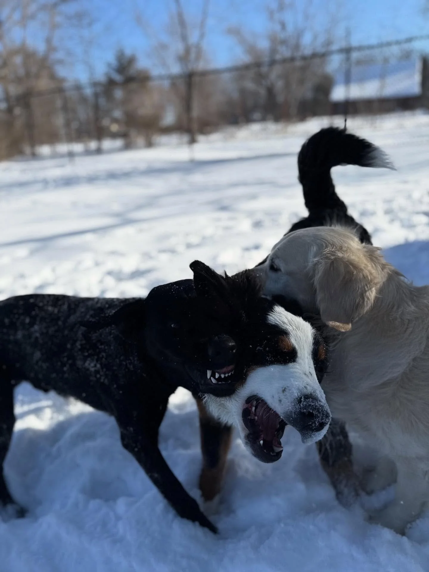 The Wild Dogs Came Today 😛

In and out with the snow and weather - will get some good inside pics later 😎