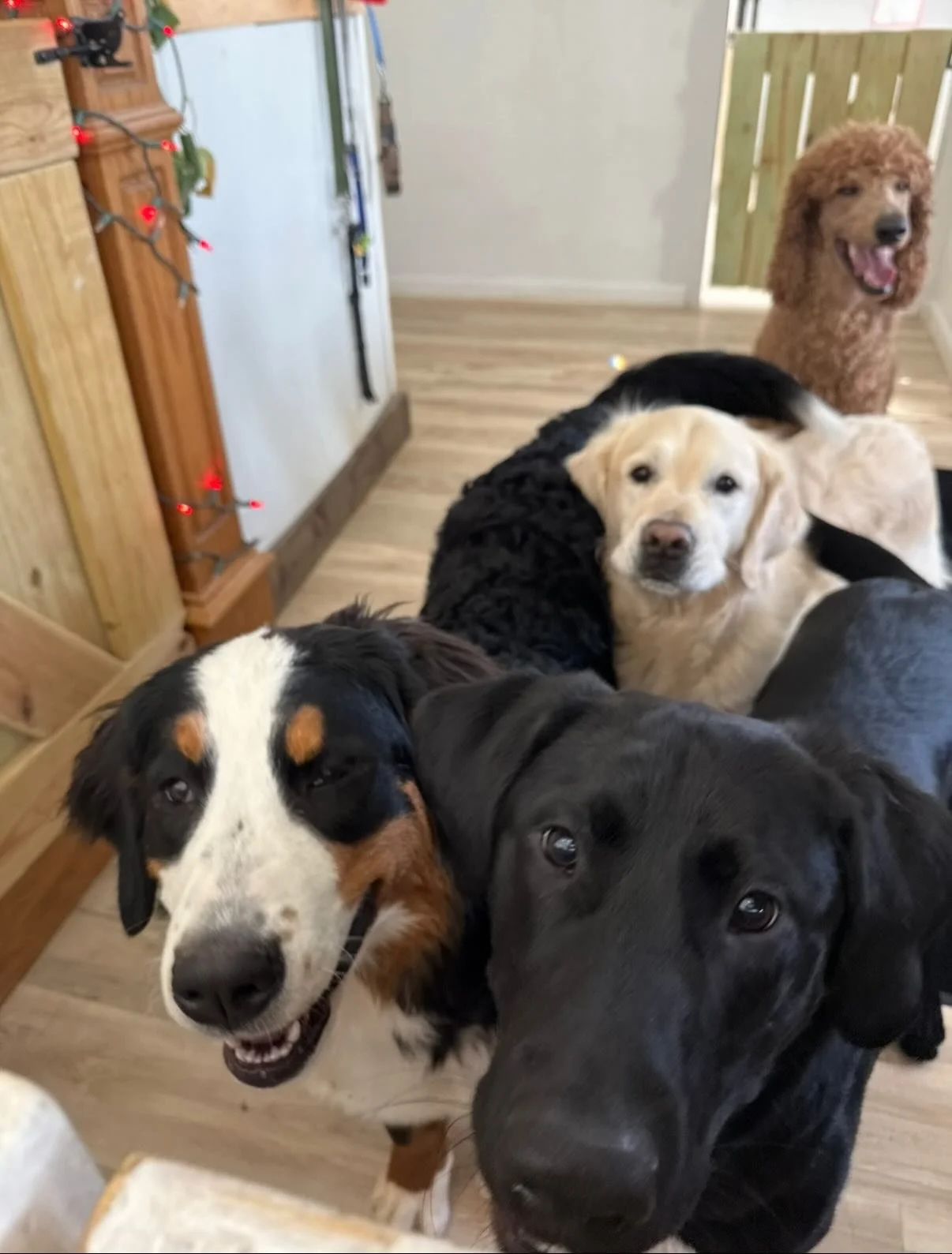 SNOW DOGS! The dogs love playing in the snow and then coming inside to watch tv 😎

Tucker somehow found dirt and dug a hole 🤦&zwj;♂️ 

Avon play bites me when I run in the yard with them, I think she thinks I&rsquo;m a dog 🤣

If Sammy had a red no