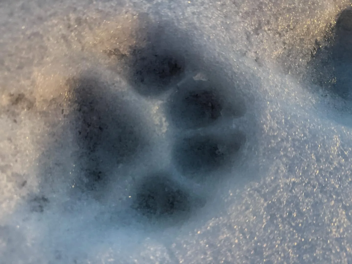 We are OPEN even tho school is CLOSED. Parking lot is still iffy so come at your own risk ⚠️ - it should melt today! 

Taking pics early 😎 lots of dogs with the cabin fever