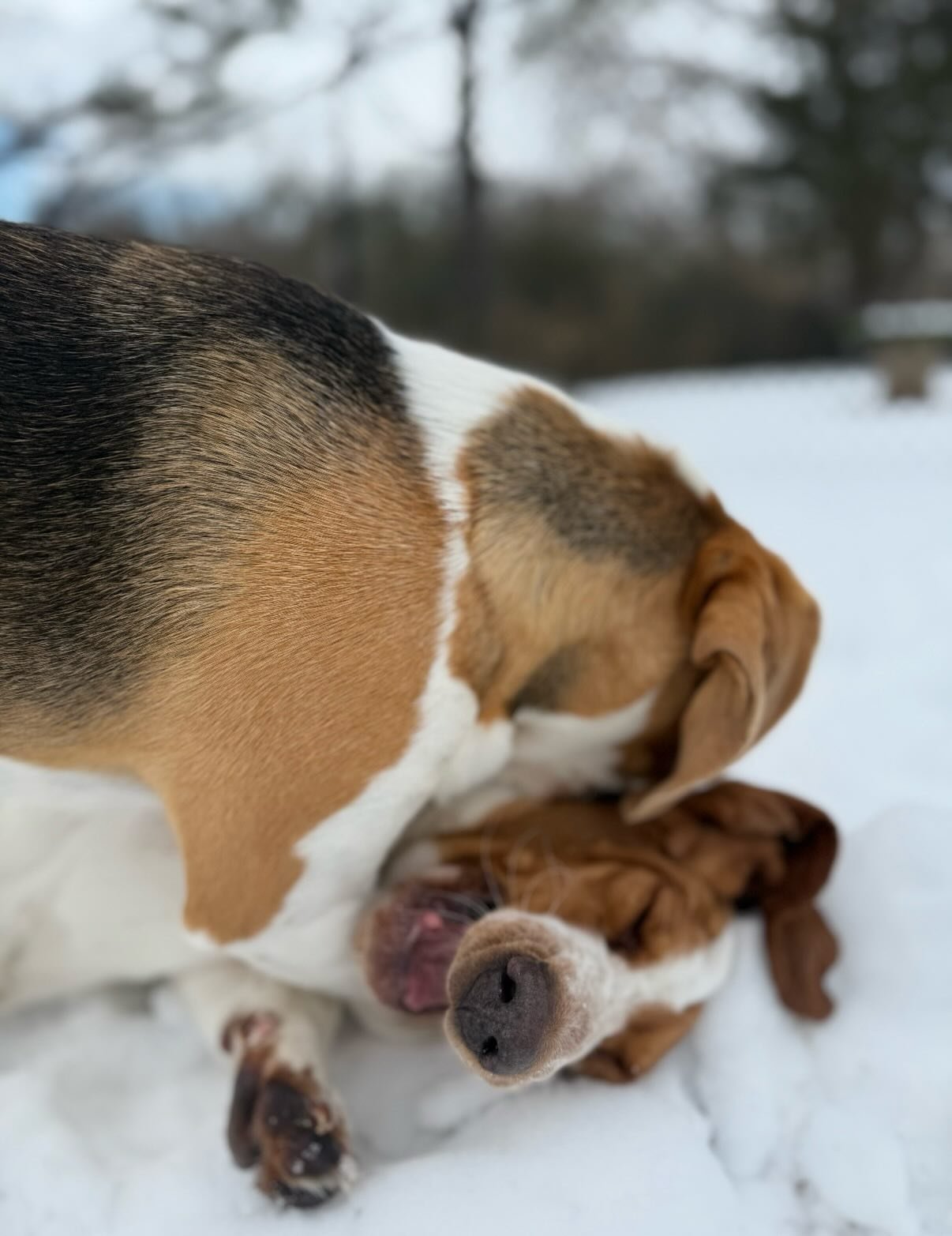 Sibling SmackDown - no dogs were harmed in the making of these pics 😂 Theo just likes to WWE with his sister to the extent sometimes the ref has to intervene💀. I have 100 pictures on my phone just of this 2 minute battle&hellip; #NeedMoreGB

Dogs e