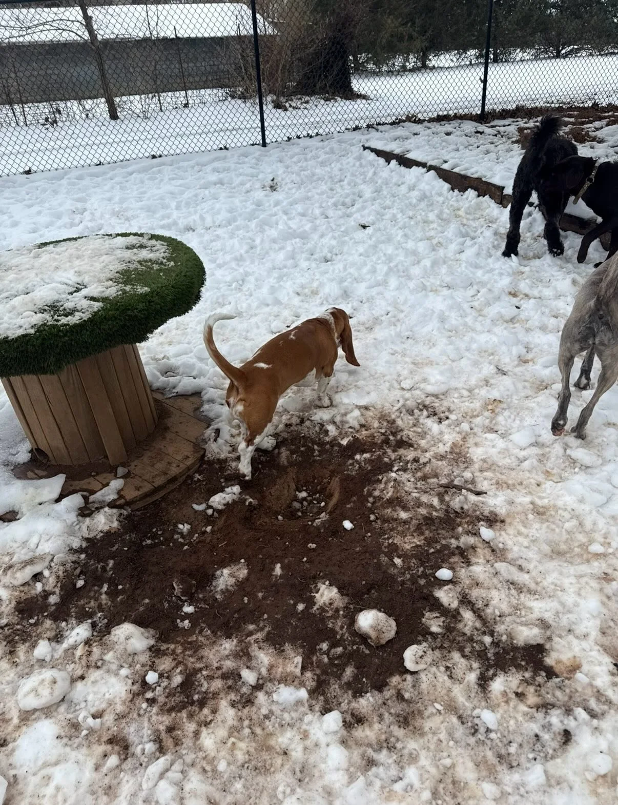 The Dogs dug thru the Snow &amp; Ice and found dirt that they could dig in 🤦&zwj;♂️ 

Sorry for the late post, we had to get Rhys out of the snow 😆

Welcome back to school, kids!

PS - my 6 dog family comes for their temp test tomorrow, im so excit