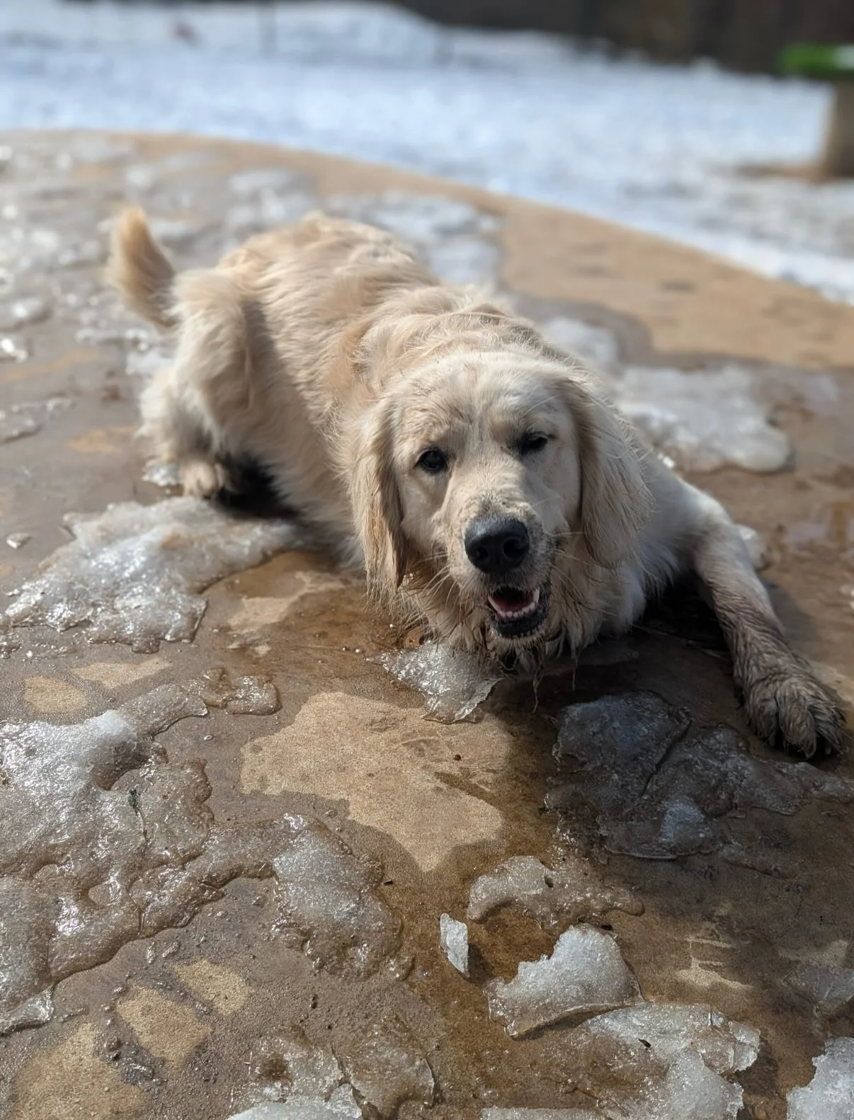 Cricket! She&rsquo;s fresh off ACL surgery and this is her first day back with the ALL CLEAR to be Cricket again 🤣 #ItsBeenAPeacefulLastMonthLol 

She is the worst dog about trying to open gates, turning water bowls into mud bowls, and getting muddy