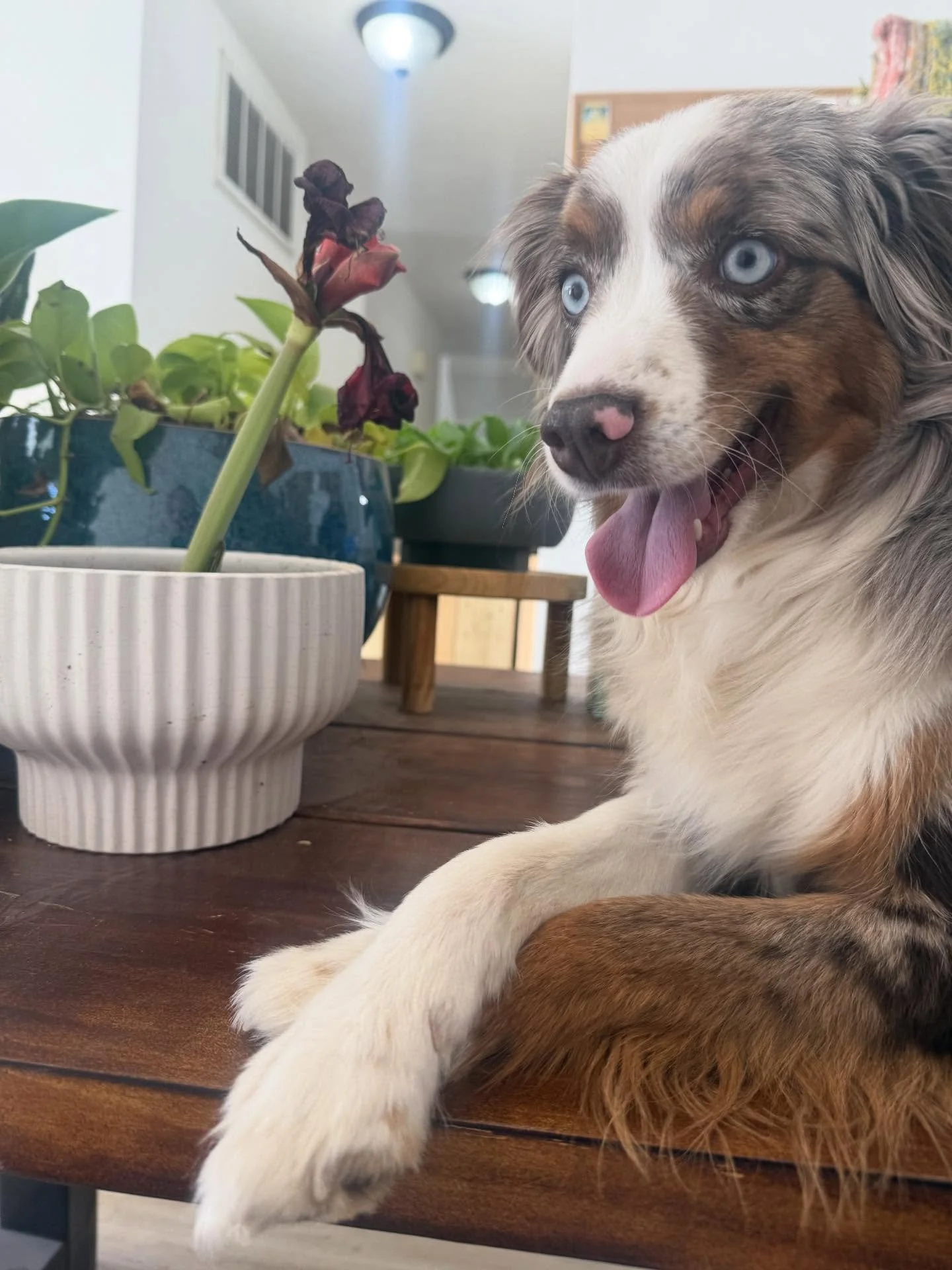 Ricki Bobbi &amp; Jelly came today for daycare - luckily she is on Prozac now so she&rsquo;s way more chill 🤣

She can still jump a 3 foot gate tho and loves napping on the table like a cat 🐈