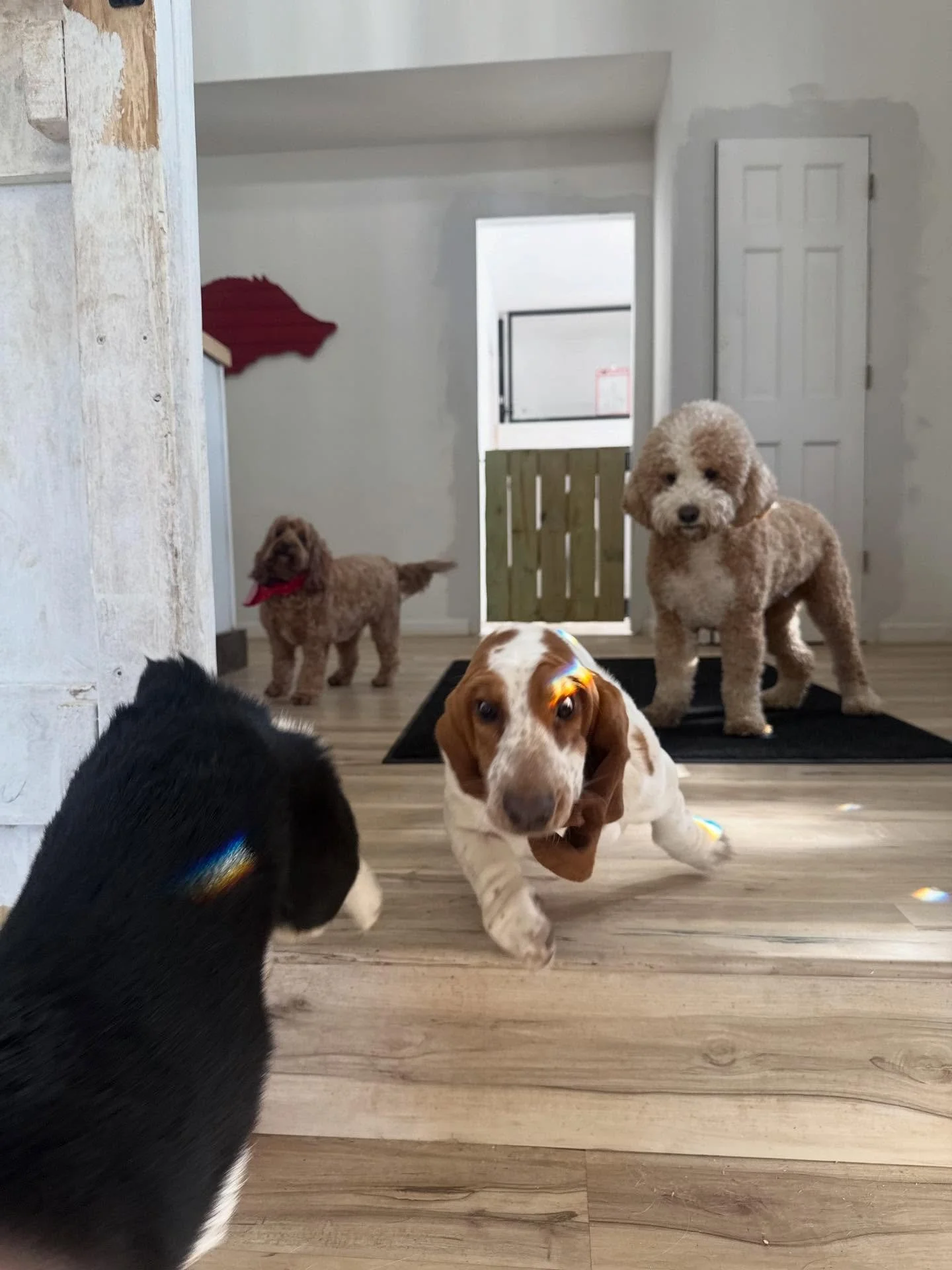 Sunny &amp; 60 🌞 

It&rsquo;s going to be a MUDDY afternoon 😉

Juice is trying to eat all the snow 🙃 I told him definitely no yellow 😂

PS - ignore the work in progress paint job