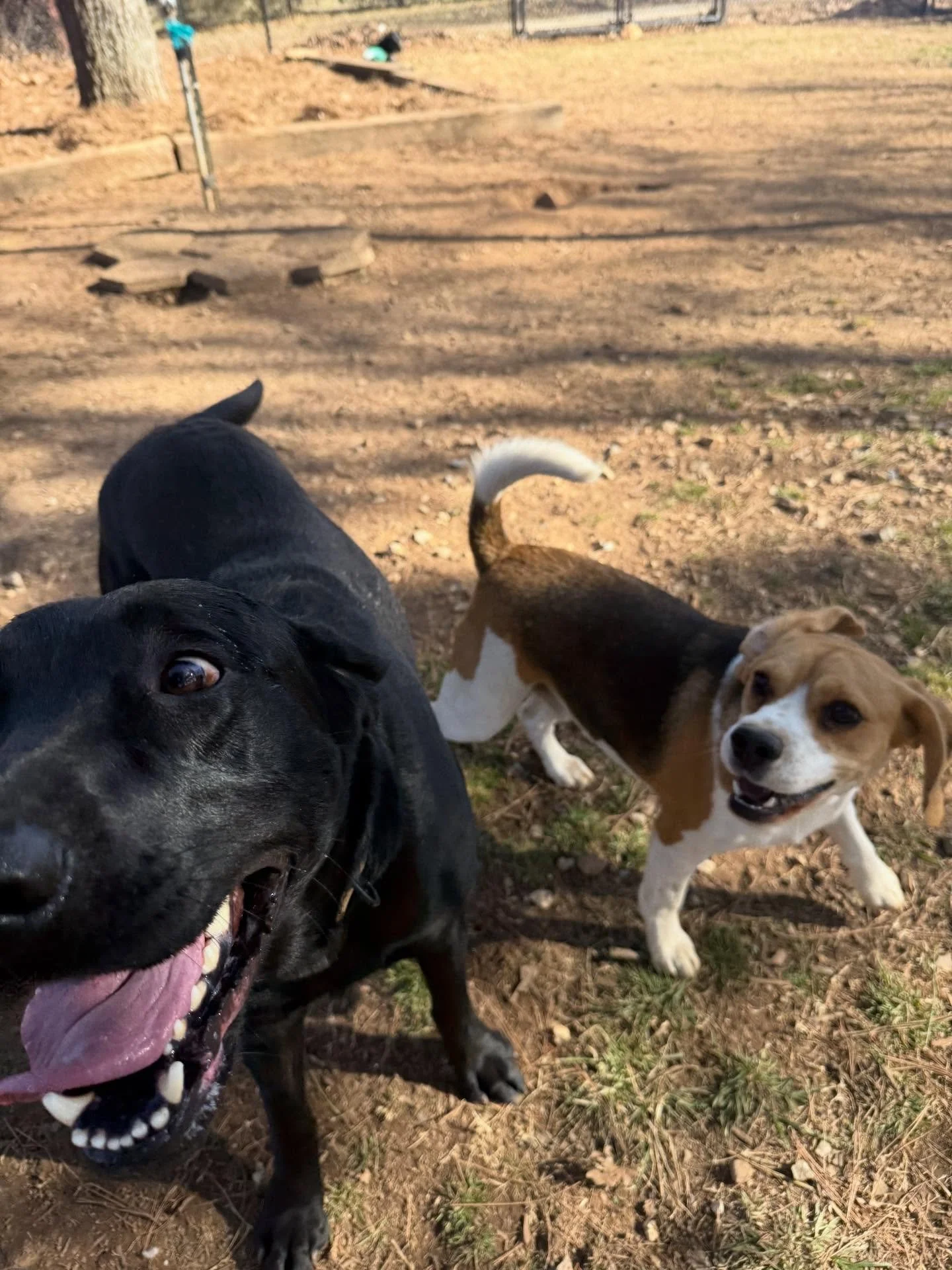 Am I on Social Media all the time? I don&rsquo;t even think I post enough 🤣

Avon is going to dog training but I&rsquo;ve seen that scam before 😝

Eloise loves Cricket and it makes sense as they have the same energy 🦗 

I&rsquo;m going to get Olli