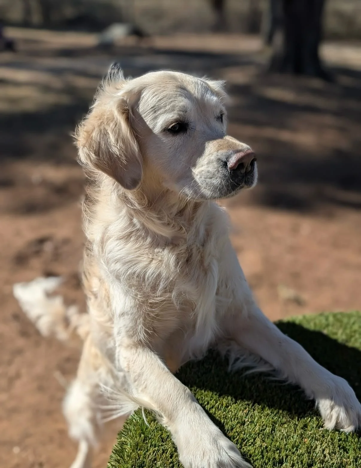 Lots of fun today and even some haircuts 😎

Hogs win and the dogs celebrated by being wild in the yard 🤪

PS - if ur dog jumps on your table or bar or counter at home &hellip; wasn&rsquo;t me 🤣