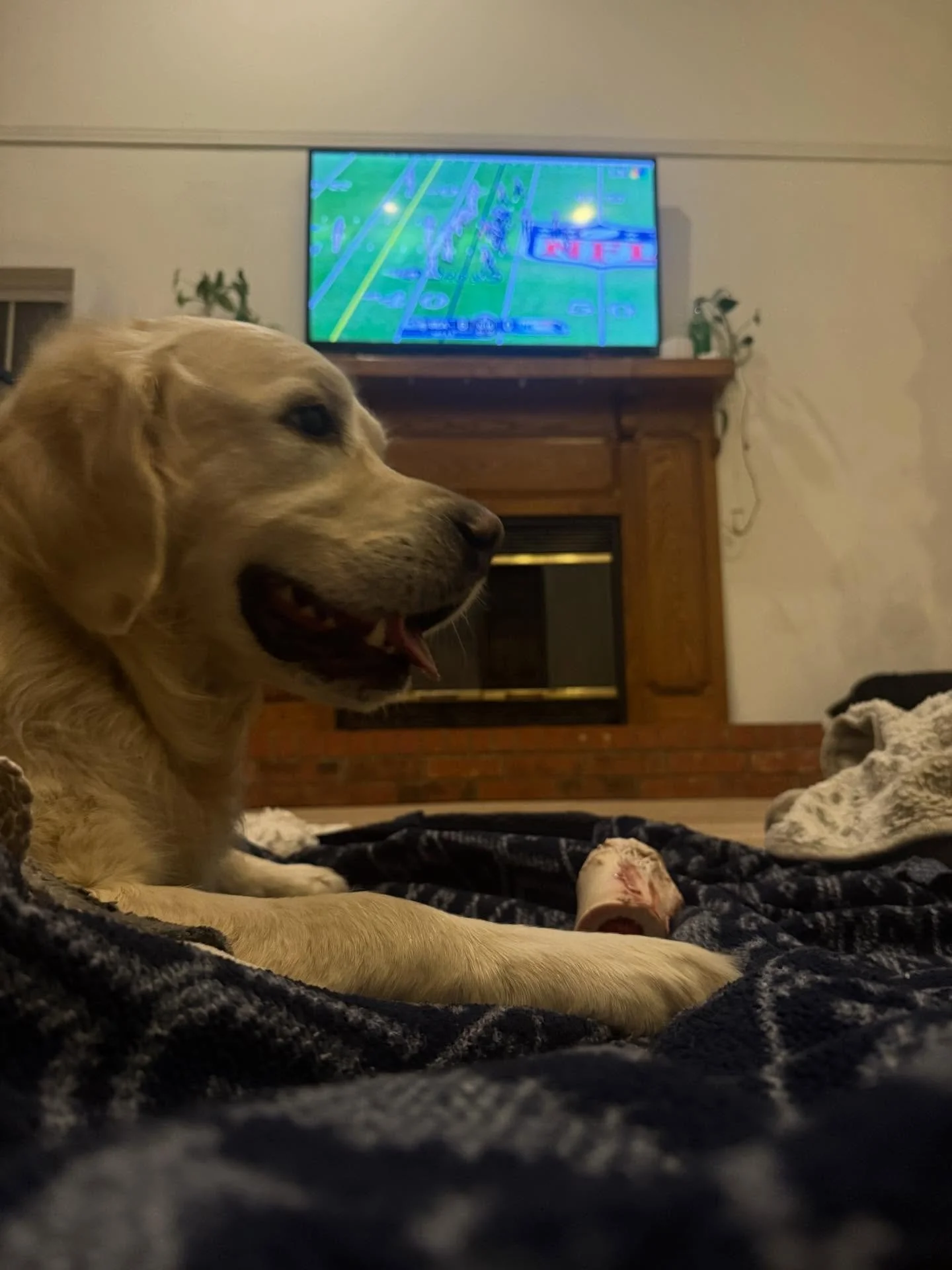 Super Bowl Sunday! Tucker is rooting for Drake Maye to not throw any interceptions 😉

Juice correctly guessed Heads on the coin flip so he quit watching and is just chewing his Richard&rsquo;s Meat Market Dog Bone 🦴 

Good weather all week &hellip;