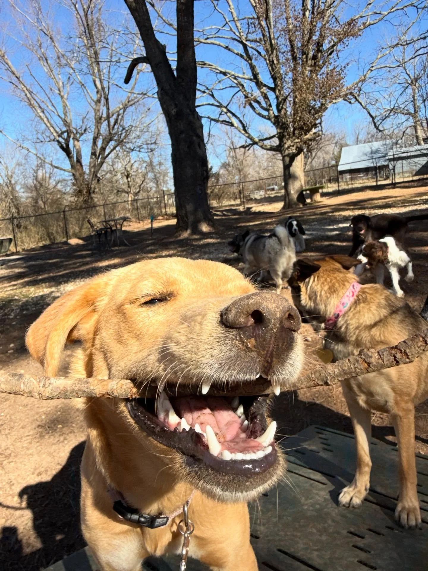 Eloise!!! Here&rsquo;s some more good pics from today (2 are of Tucker from last night before I fell asleep in the 3rd quarter)

I&rsquo;m a sucker for a golden retriever puppy - River is the best dog ever

Saint I think has a crush on Mabel or just 