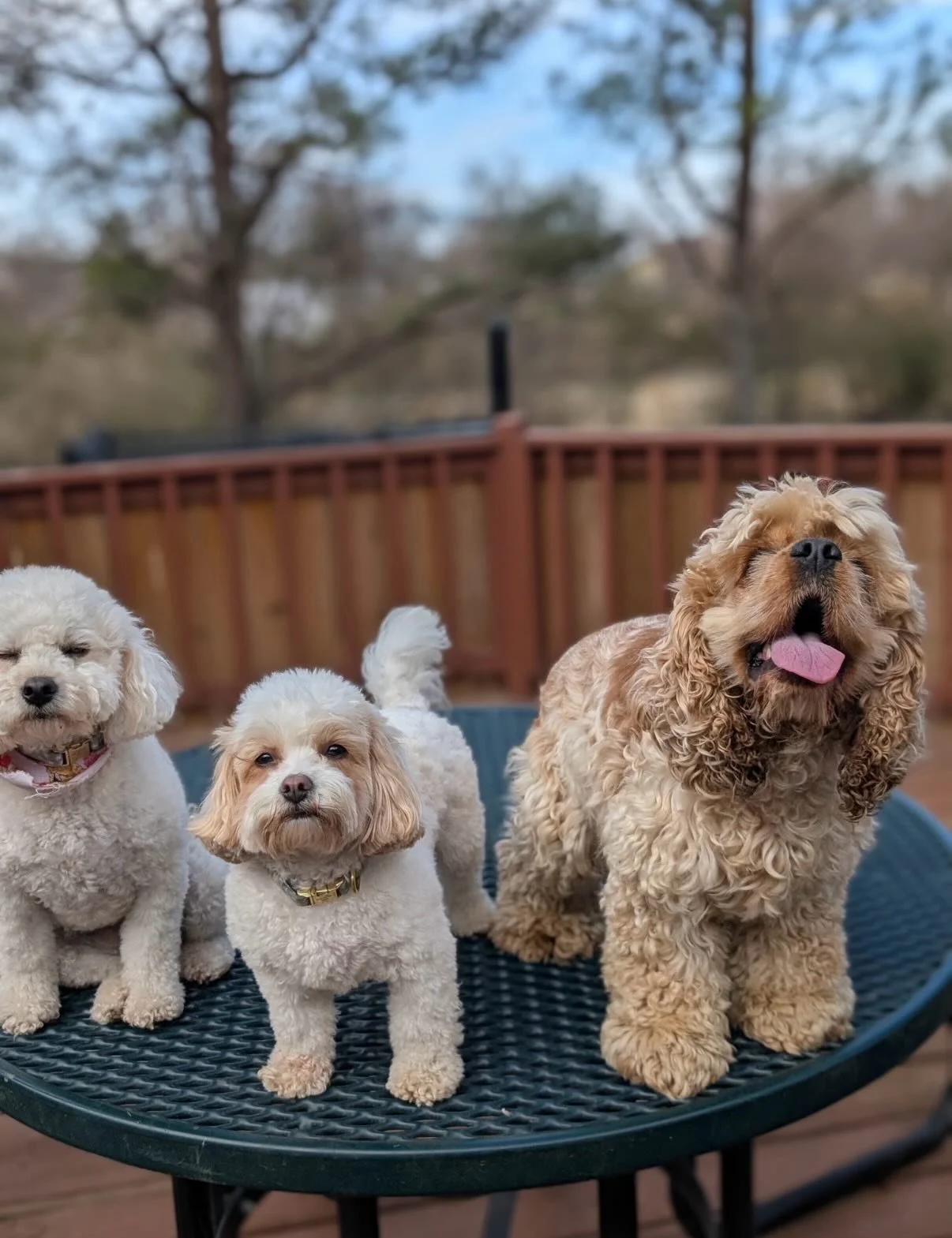 Look who the cat brought in! &hellip;. Ralphie!!! He is best friends with Hazel &amp; Rosie and is the cutest Cocker Spaniel I know

PS - I get to take Rocky to Bark in the Park this year so he can watch his dad coach a baseball game 😜