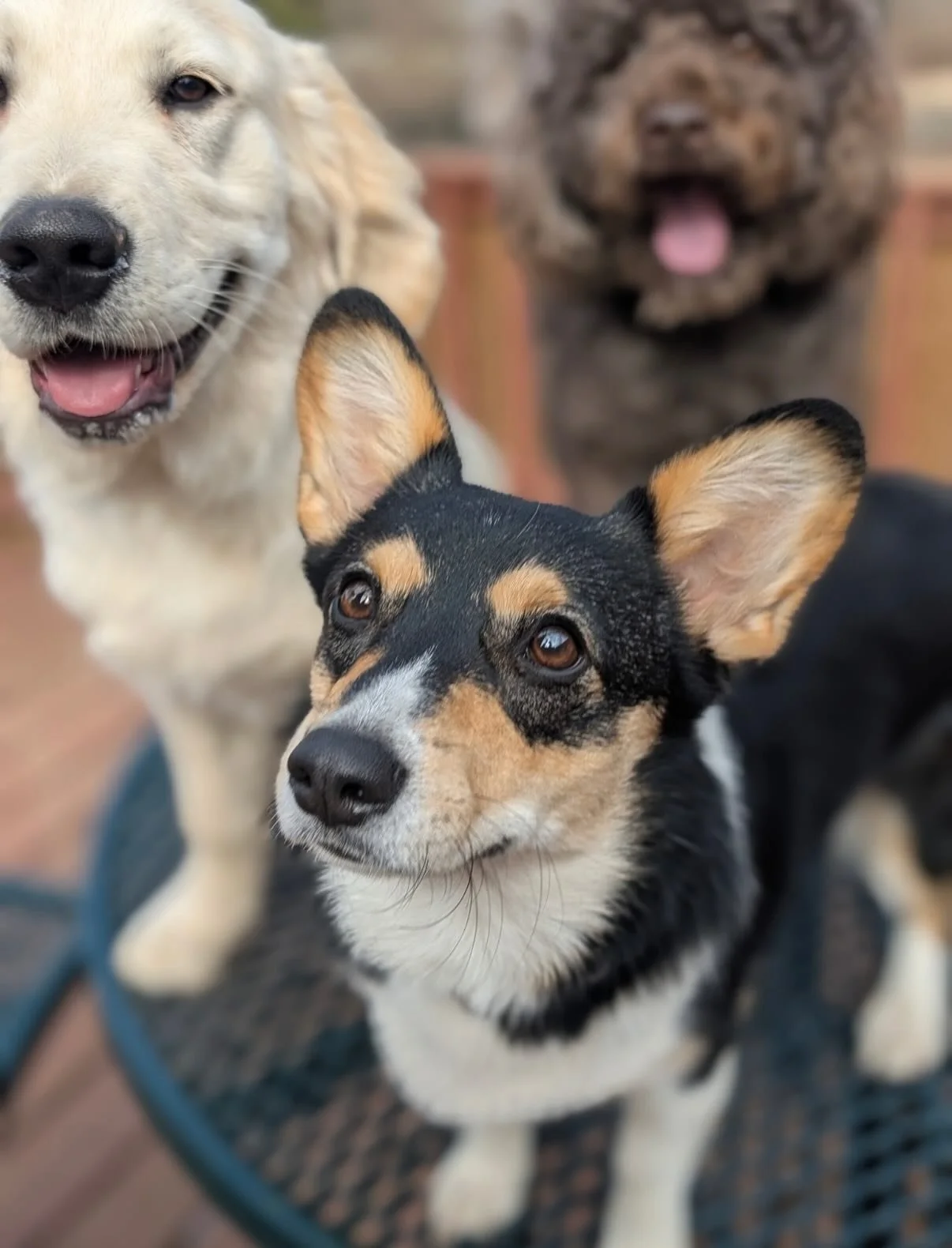 Bailey takes the best pictures and I don&rsquo;t know if we will ever find anyone better

River thinks my hat was a toy and well he is so cute he can have it

Ralphie had the best day ever

Eloise is getting ready to head to New Orleans for Mardi Gra
