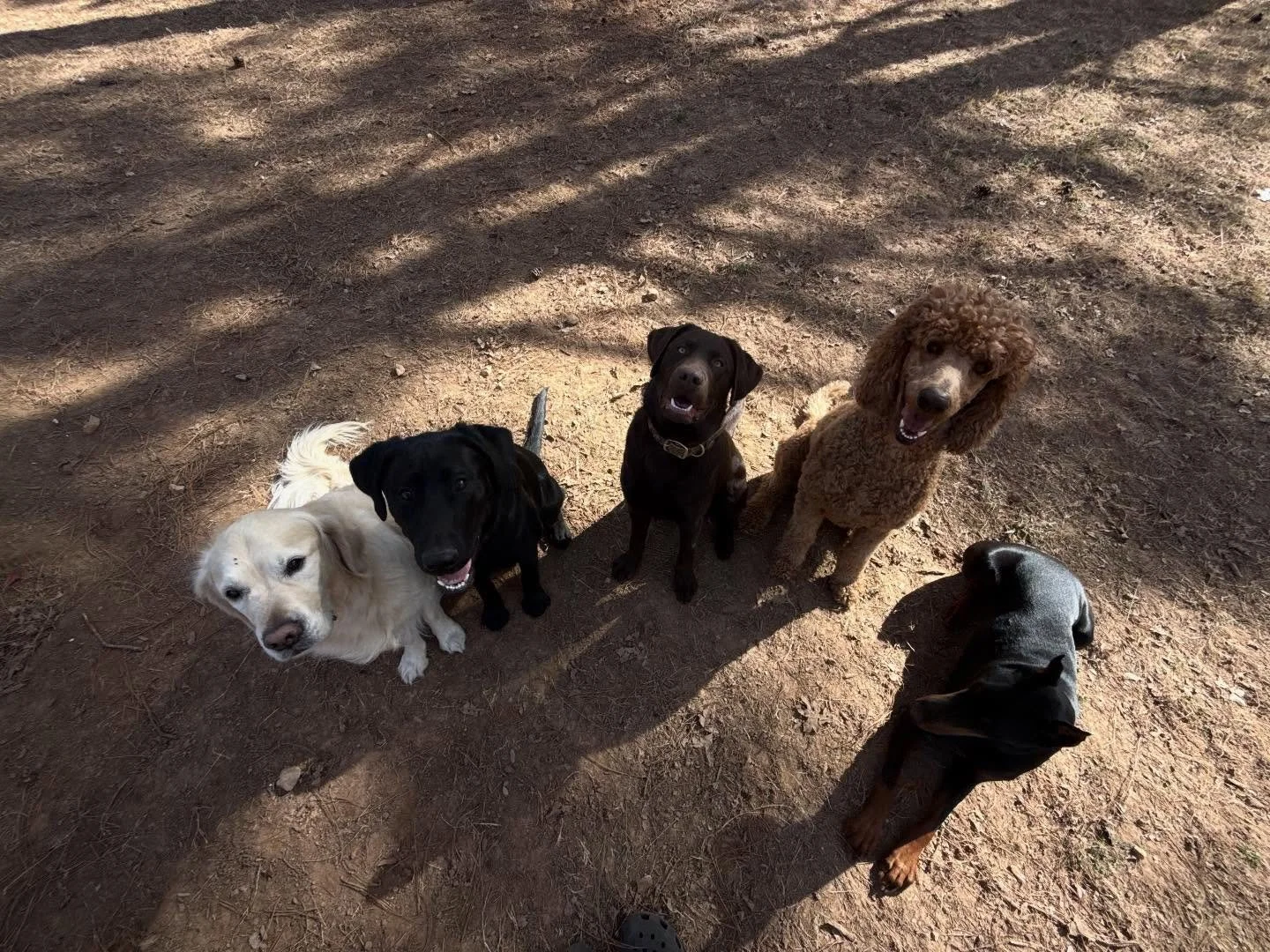 Look at these good students! (well CoCo for a minute 😉). I don&rsquo;t know why instagram zoomed in on every picture but it works haha

Long crazy day and we also started Training for The Dog Olympics - as seen in our story - more to come tomorrow ?