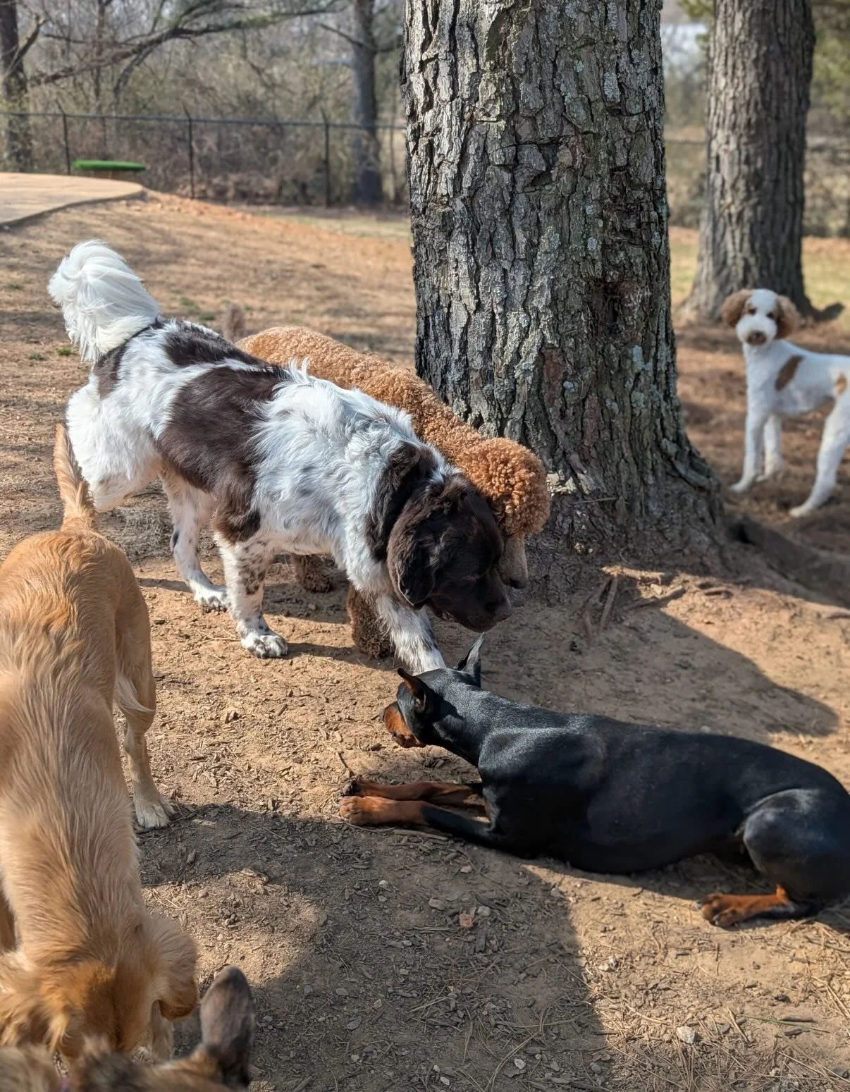 LOTS of Dogs having LOTS of Fun. -> Happy Presidents&rsquo; Day Weekend! 

I&rsquo;ve got to go get Dax &amp; Birdie from up front but then will post some more pics soon 😉