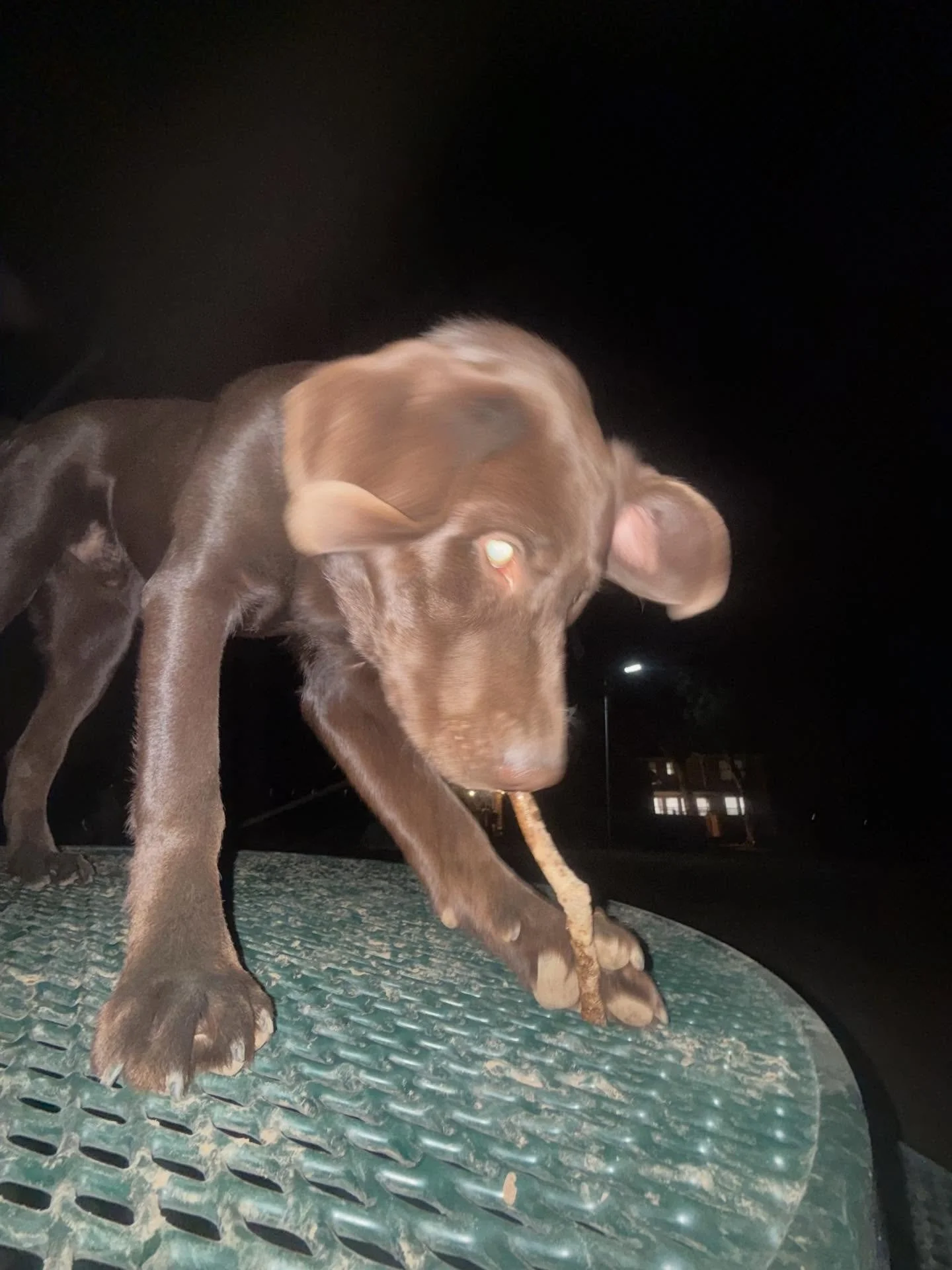 Saint loves to play with sticks at all hours - morning, day, and night - and if another dog finds one like Bo loves to - well eventually Saint gets that stick lol 

I feel like at night if you heard Bristol and couldn&rsquo;t see her you&rsquo;d thin