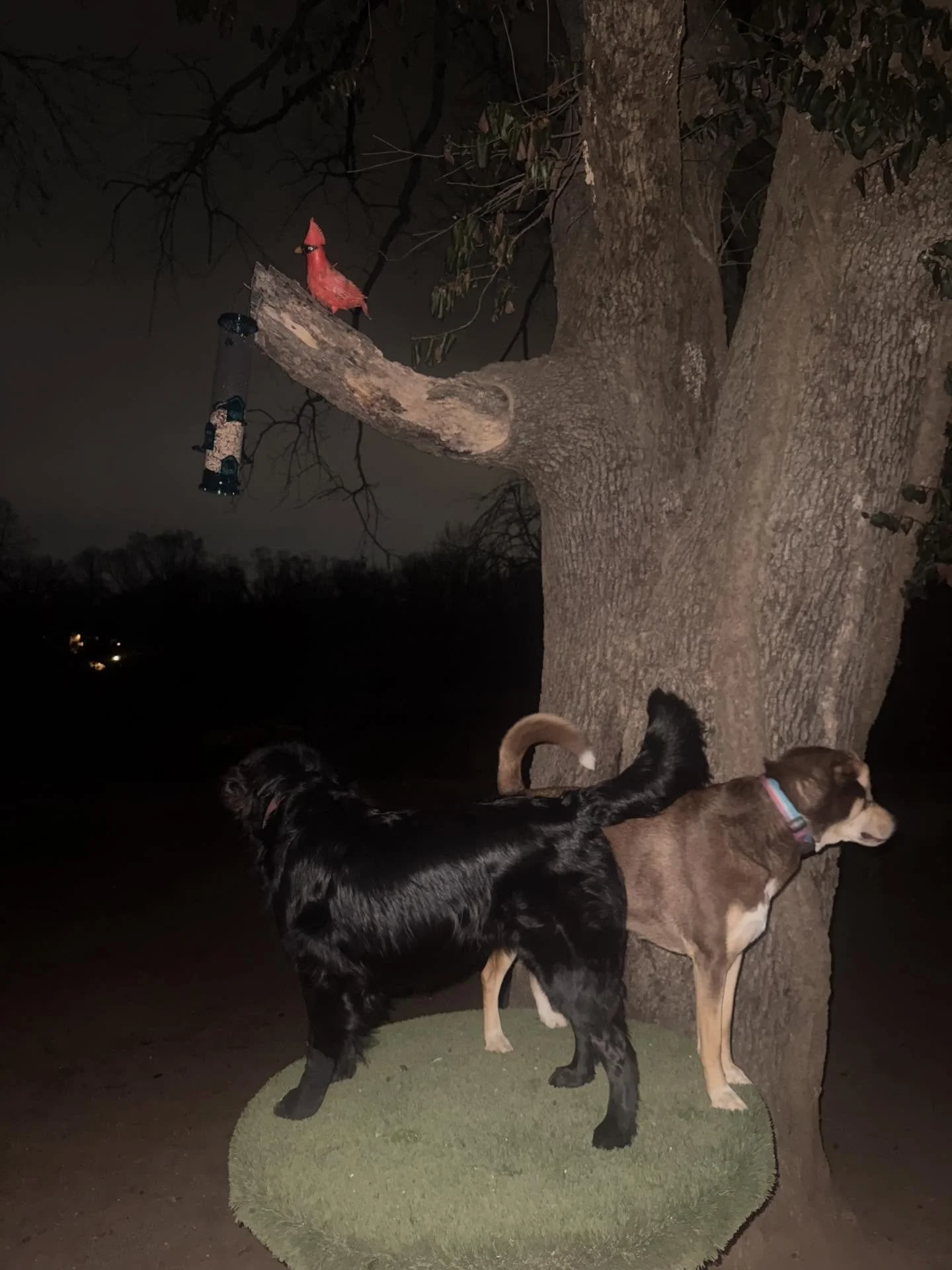 Dickson &amp; Collyns!!! I want to get out the new laser pointer I ordered so badly but imma wait until Dickson is off IR and then I&rsquo;ll screw with her 🤣 #TrustMeIllMakeItUp

Sometimes you get report cards at 11pm - you know your dog is special