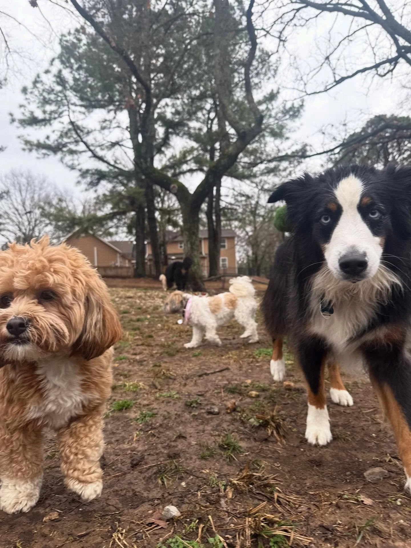 Lots of DOGS and Lots of MUD 

Good thing we have the best Spa Around on Site 😎 cause some of these guys will need it 🤣