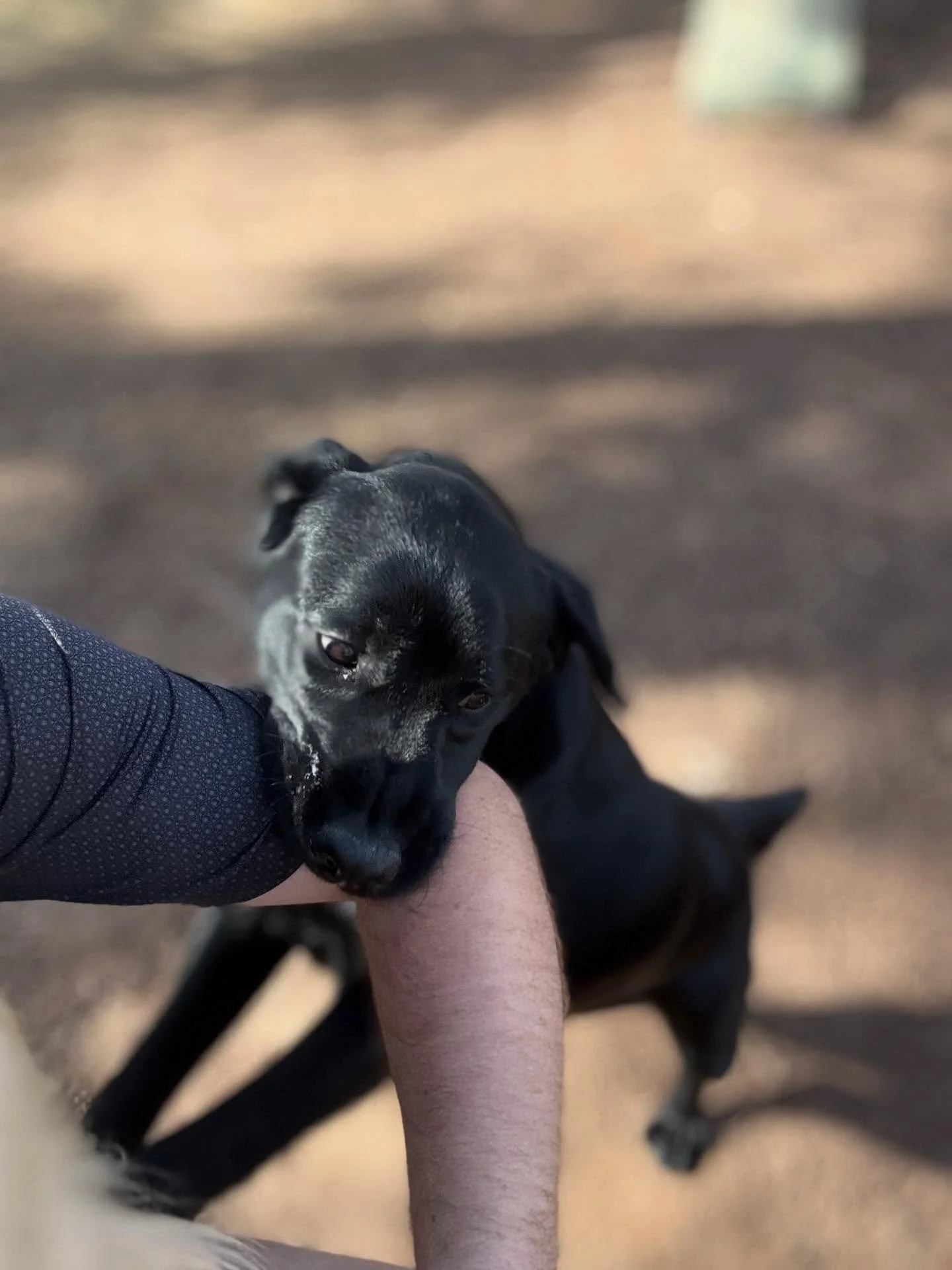 Boston! She just got spayed so she gets to play with every dog but she&rsquo;d rather play with my arm 🙃😂

Lots of dogs - so I&rsquo;ll post some more pics of others here soon - Small dogs are taking over the Big Yard Today 😉