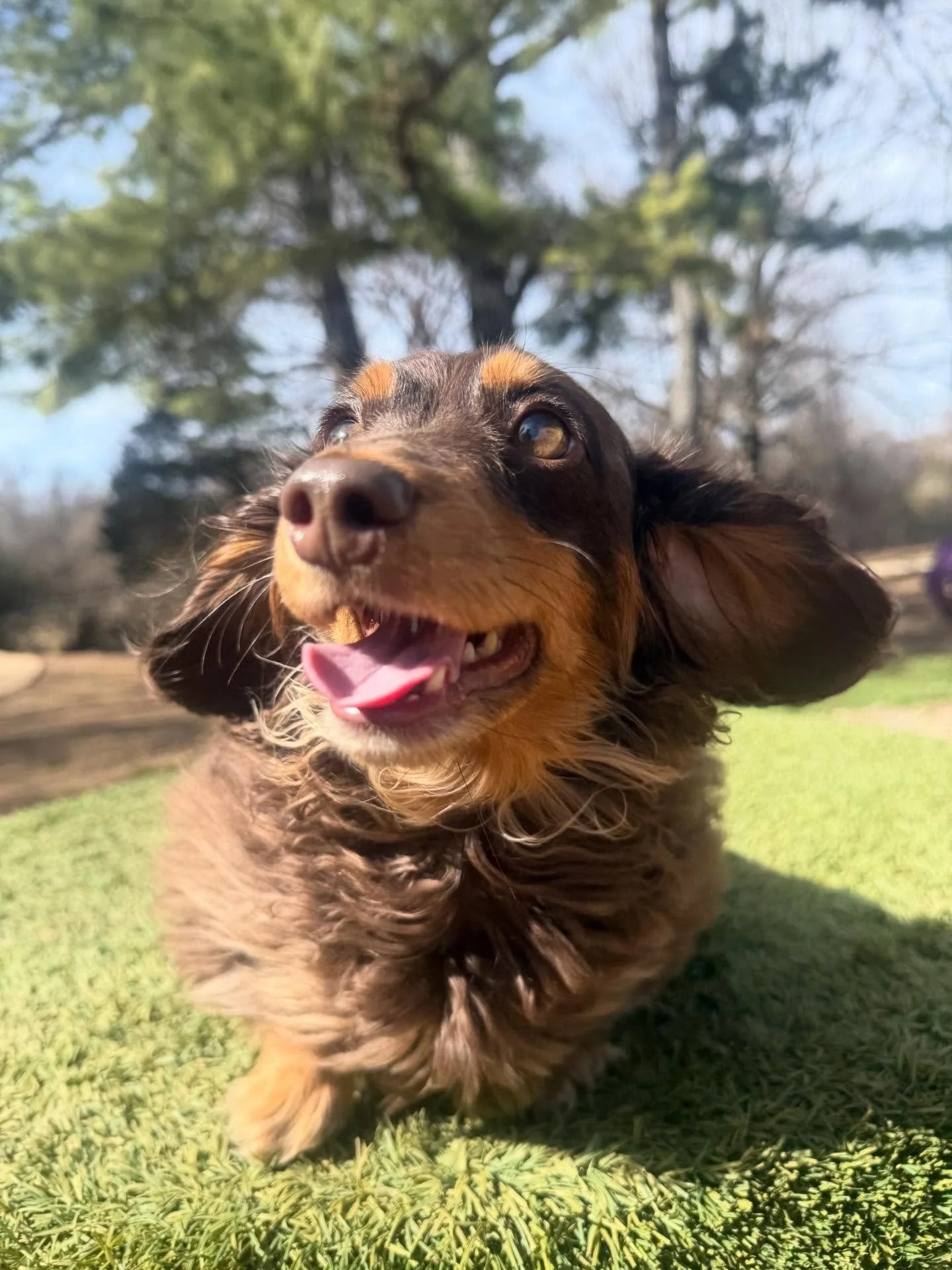 Bean the Woolly Mammoth! She loves to play and must be petted by her mom all day because she wants human love too 😉. She will also keep you on your toes when she lets out the highest pitched loudest screech you&rsquo;ve ever heard a dog make 🤣

I l