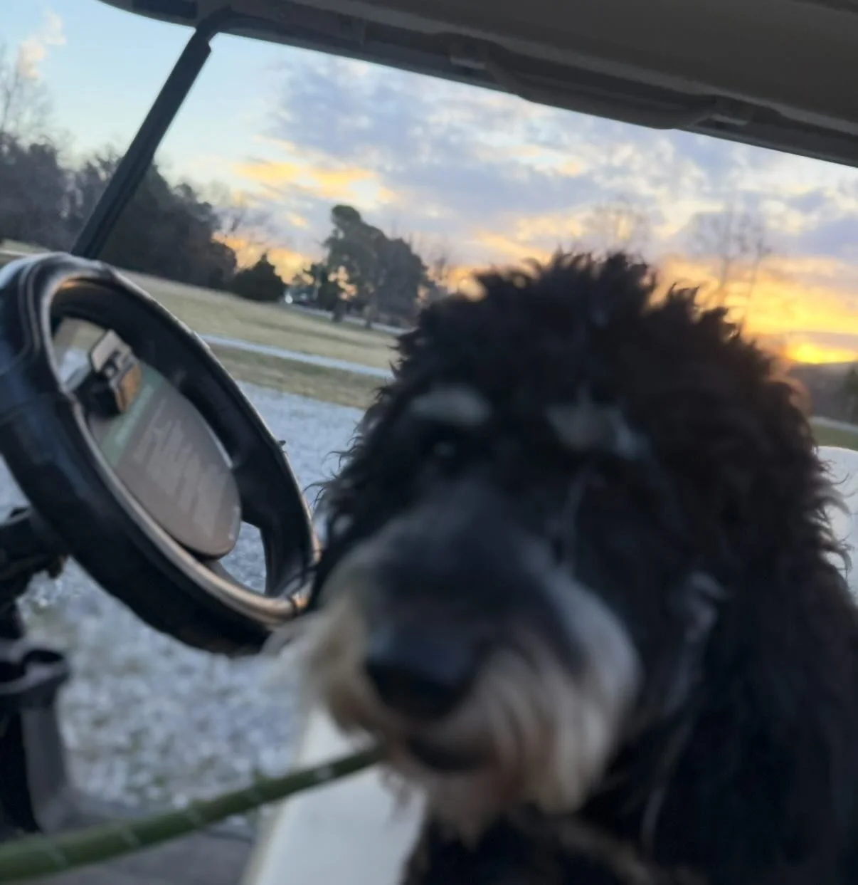 What a basketball game - I&rsquo;m sad we lost and I bet you are too so here are some cute dogs 🙃 #GolfInArizonaSoon