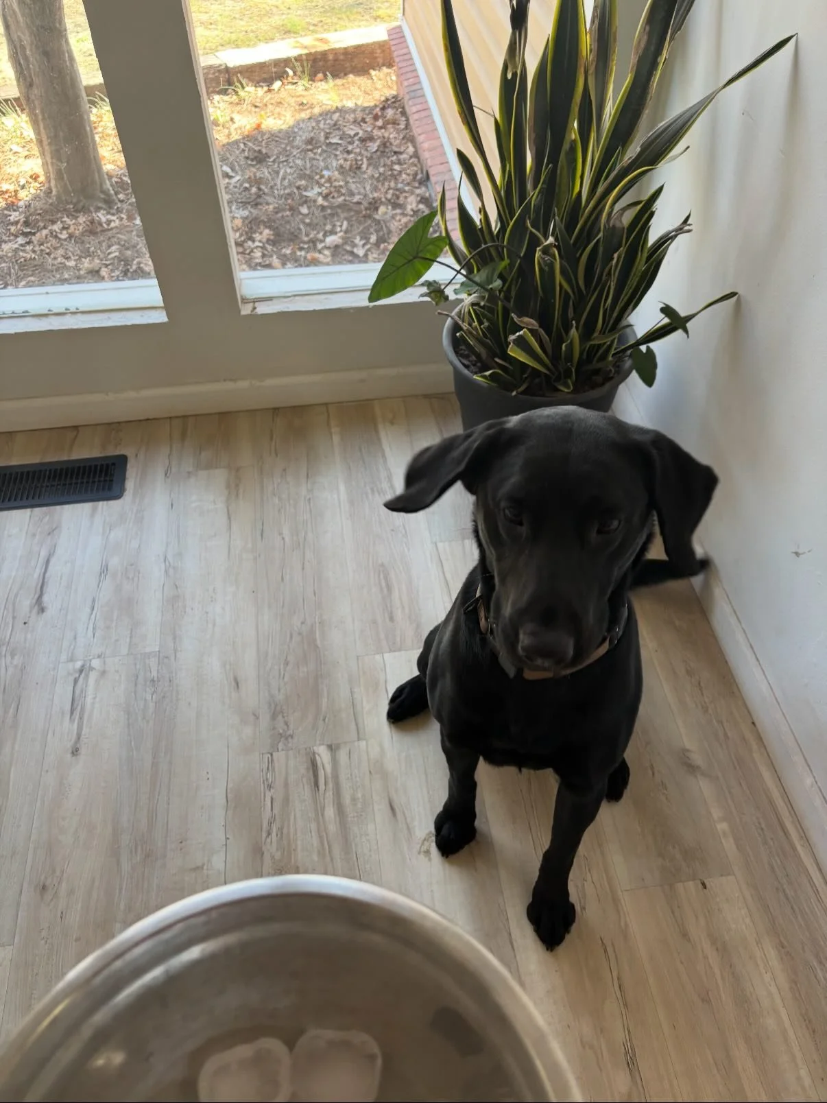 One day you&rsquo;ll turn on your tv to the show &ldquo;Rover Oaks&rdquo; and it&rsquo;ll be a tv show similar to The Office but based on an awesome Pet Hotel &amp; Spa &amp; Country Club - and ur dogs will be the stars 😛 and it&rsquo;ll all be base