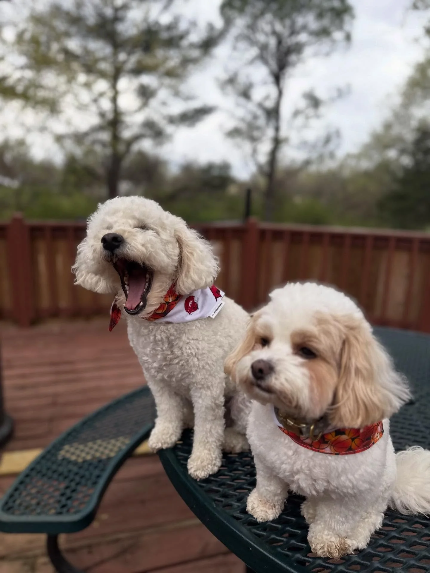 Rosie &amp; Hazel say GO HOGS BEAT VANDY