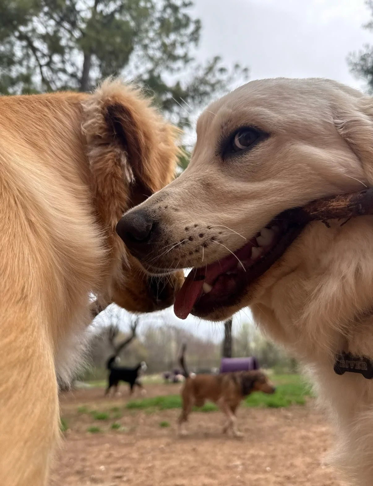 20 good pics taken this week &amp; after being so nice out it finally decided to snow 🙃

PS - Hopefully The Dogs will have a chance at entering their March Madness brackets to try to win something 😎