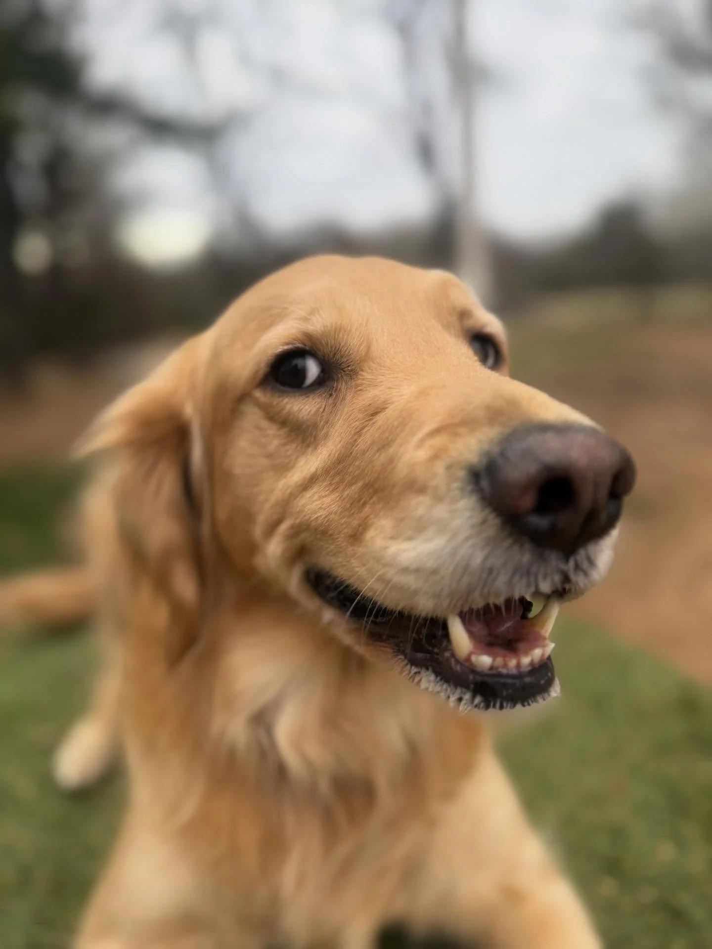 Billie is crazy

Ellie&rsquo;s ears are going to be so dirty by the time she gets a bath on Thursday lol

Beignet is so cute and won&rsquo;t leave her sister Punkin alone

Juice shoulda been named Stick

Mom brought us corned beef and cabbage 😎 and 