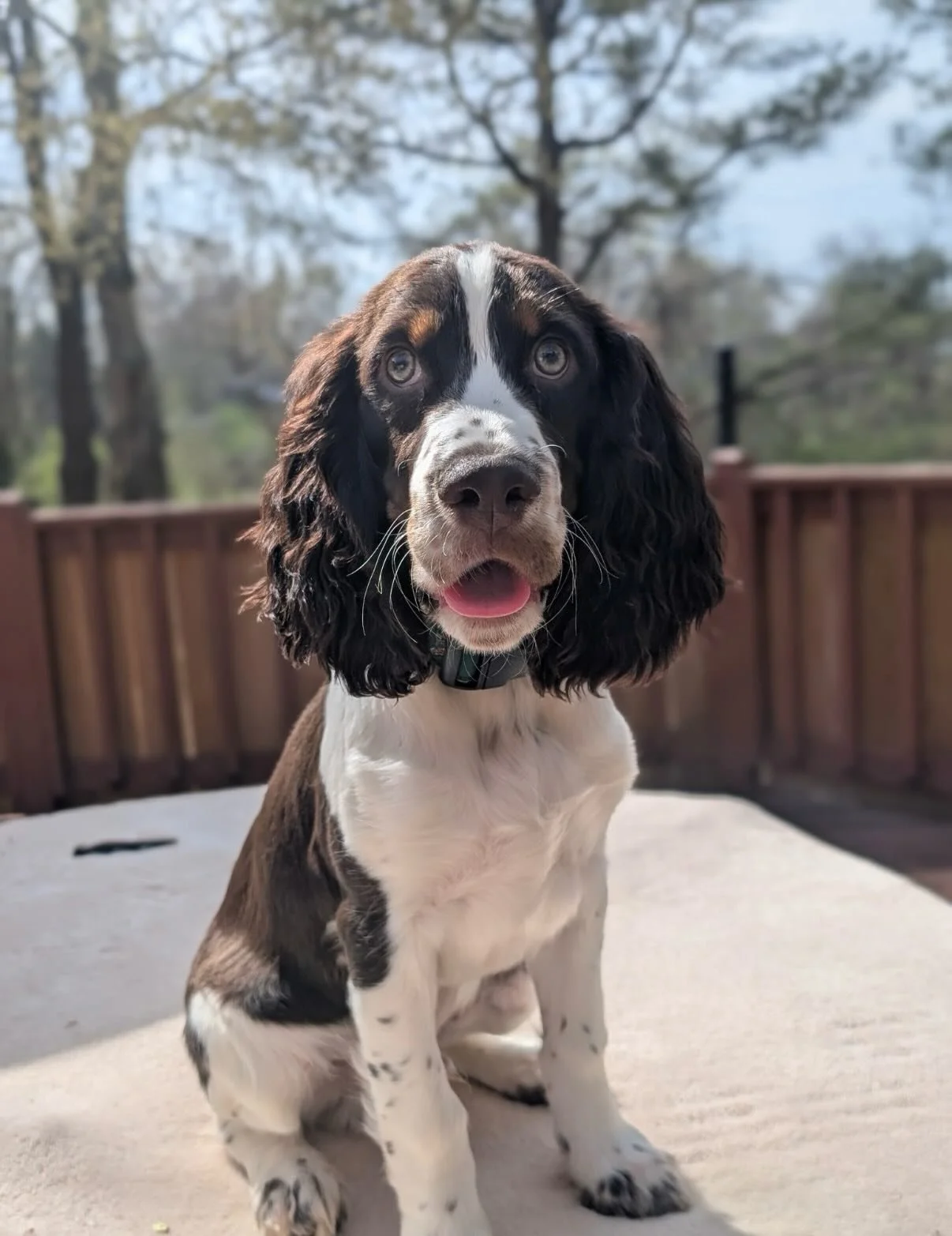 Lots of fun dogs today and lots of good pics 😉

Baker did so good and Goldie and Bella look so dang cute after their grooms lol

PS - Avon is crazy but I love her so much