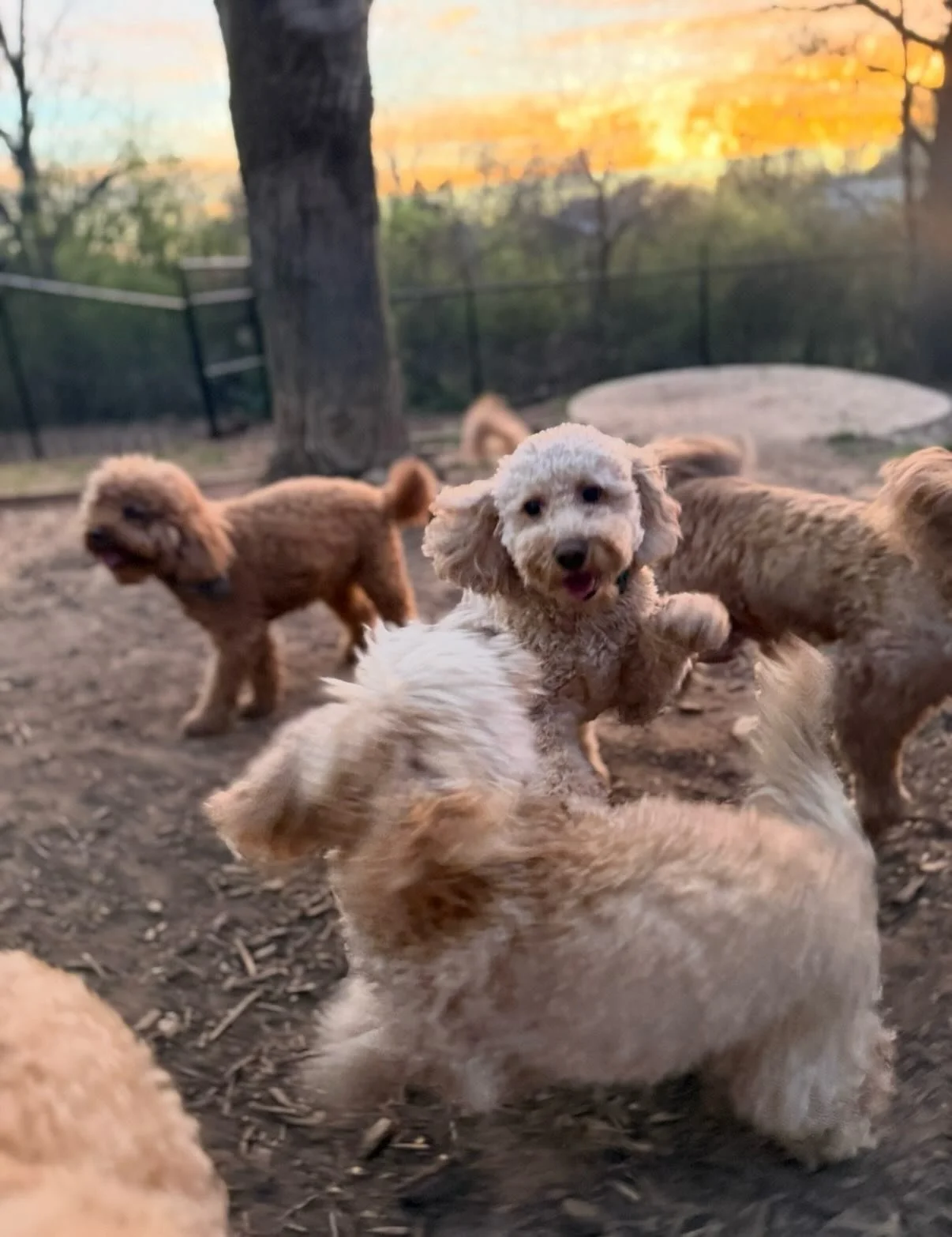 All my favorite dogs are here for Spring Break #SpringBreakForLife

They had lots of fun today and we are just winding down for the night. 

Happy Happy Dogs!