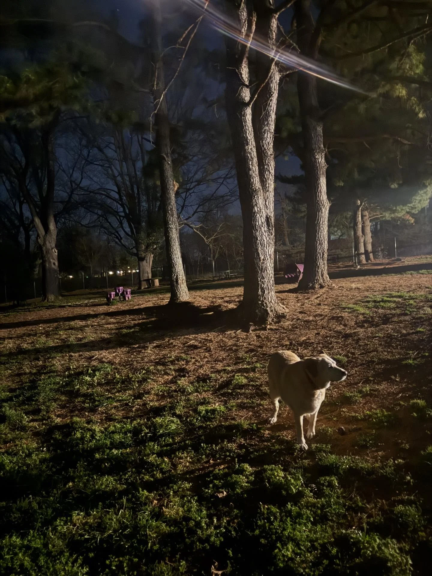 Started at 4am this morning &hellip; and let me tell u Avon has the same amount of energy then as she does at 12noon 🤣

I plan on posting tons today! (I&rsquo;ve said that before)