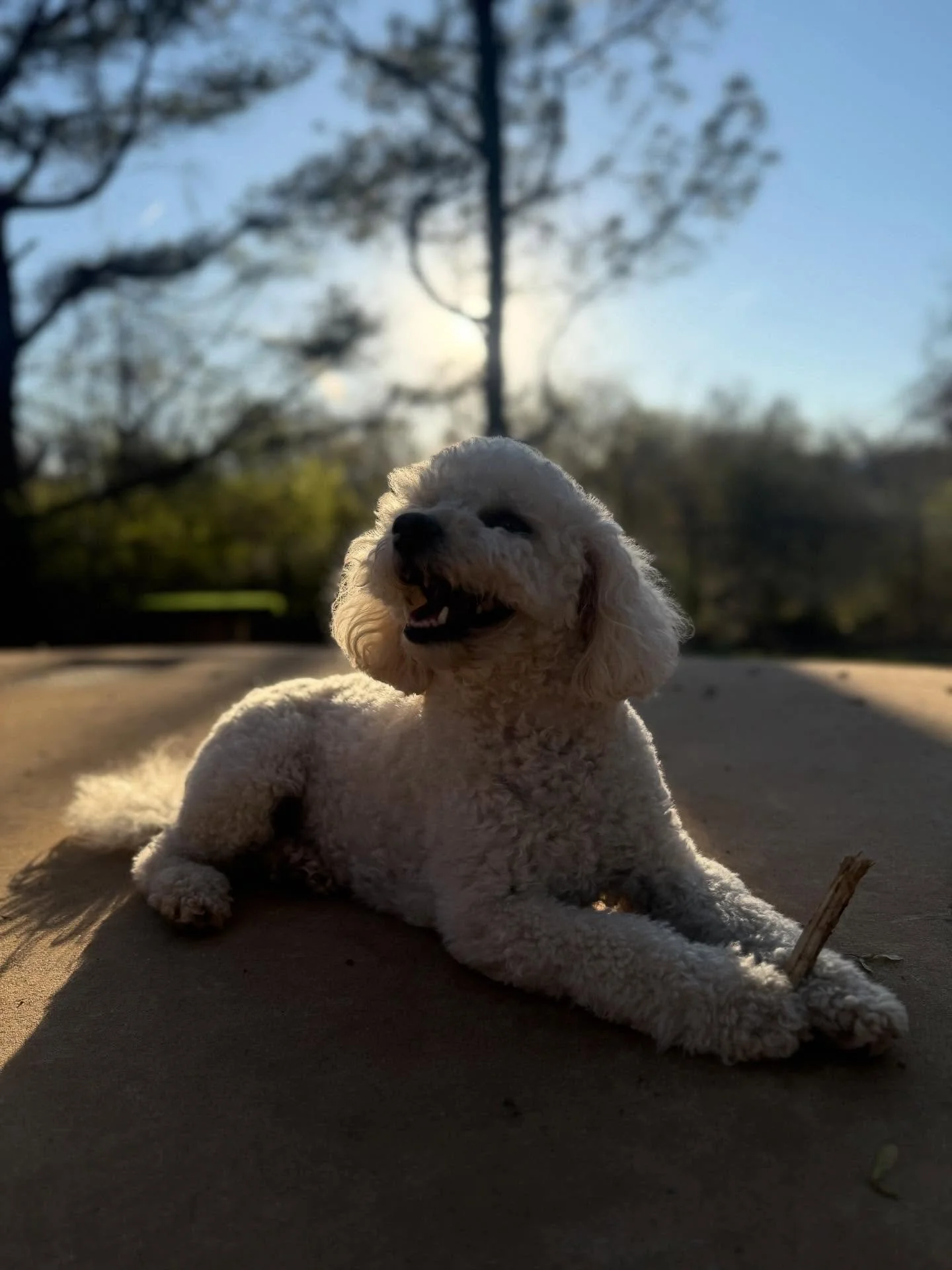 Hazel is perfection 

Ranger loves to kick up dirt and bully his brothers who I keep telling him are perfect too

Murph the SMURPH. I asked his mom if we could dye him blue and she said yes so just wait to see a real smurph by the end of the week 🤣
