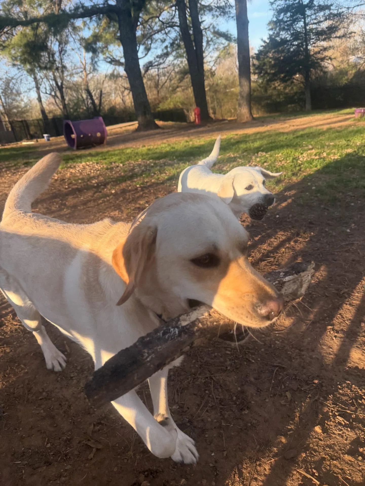 Dogs Dogs Dogs!

Bo is teaching Scottie how to be the best dog ever!