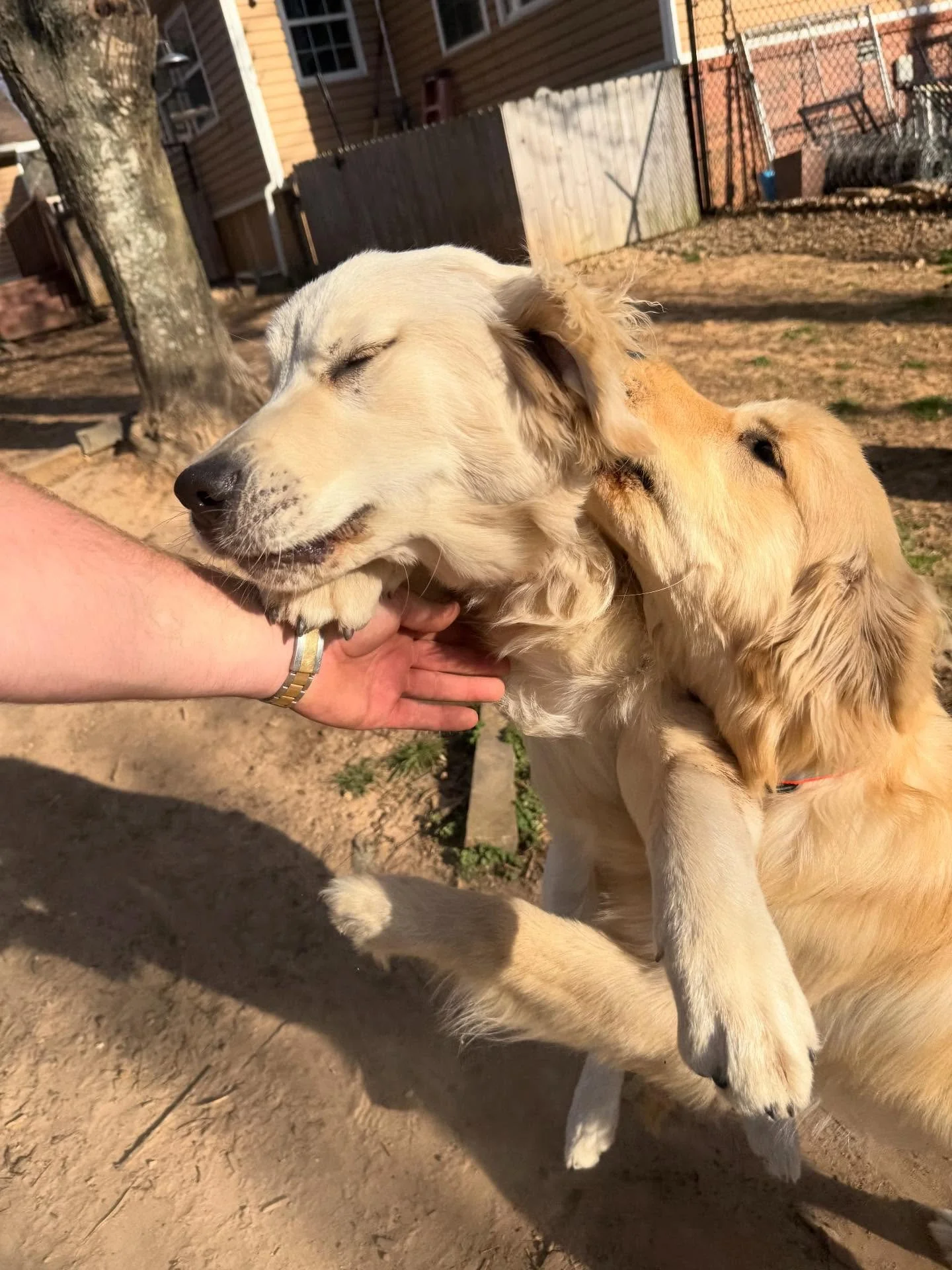 River &amp; Bear will be best friends by the end of their stays &hellip; I&rsquo;m still working on River 😂

We are working on Malcolm&rsquo;s listening skills. He&rsquo;s one of my favs and he loves to play with his friends but one of his games is 