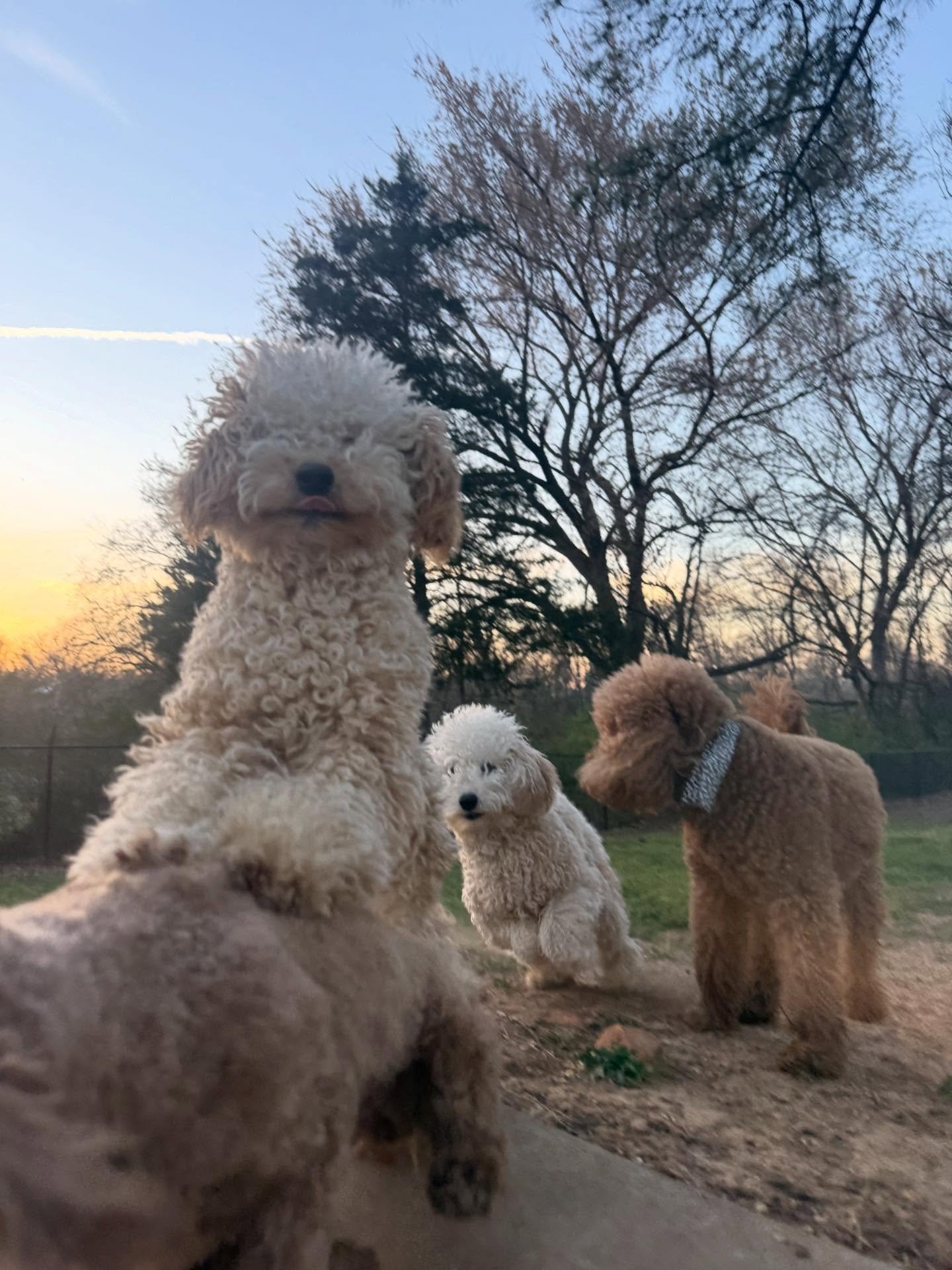 River, Rudy, and Ranger are the cutest trio of dogs that I&rsquo;ve probably ever seen. Their mom will be lucky if I give them back at the end of the week 😛 I tried to protect Goldie &amp; Max from them 🤣

Louie used to be scared of me and pee on m