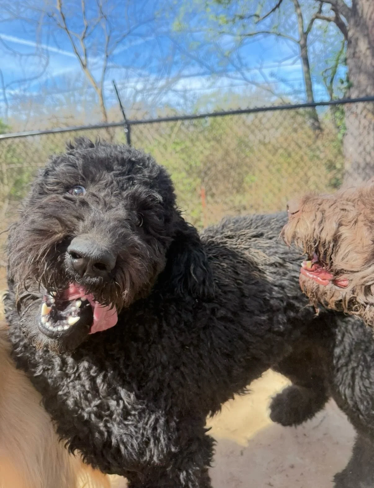 It&rsquo;s Spring Break For Life for these Pups 😎