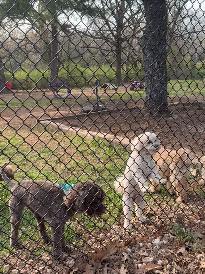 Annnnnnnnnd they&rsquo;re off! Congratulations to RANGER on winning the Rover Oaks Dog Derby! He earns 100 Kentucky Dog Derby Qualifying Points, effectively guaranteeing him a spot at the Kentucky Dog Derby Starting Gate!! 🐎 🏆 (I do think his broth