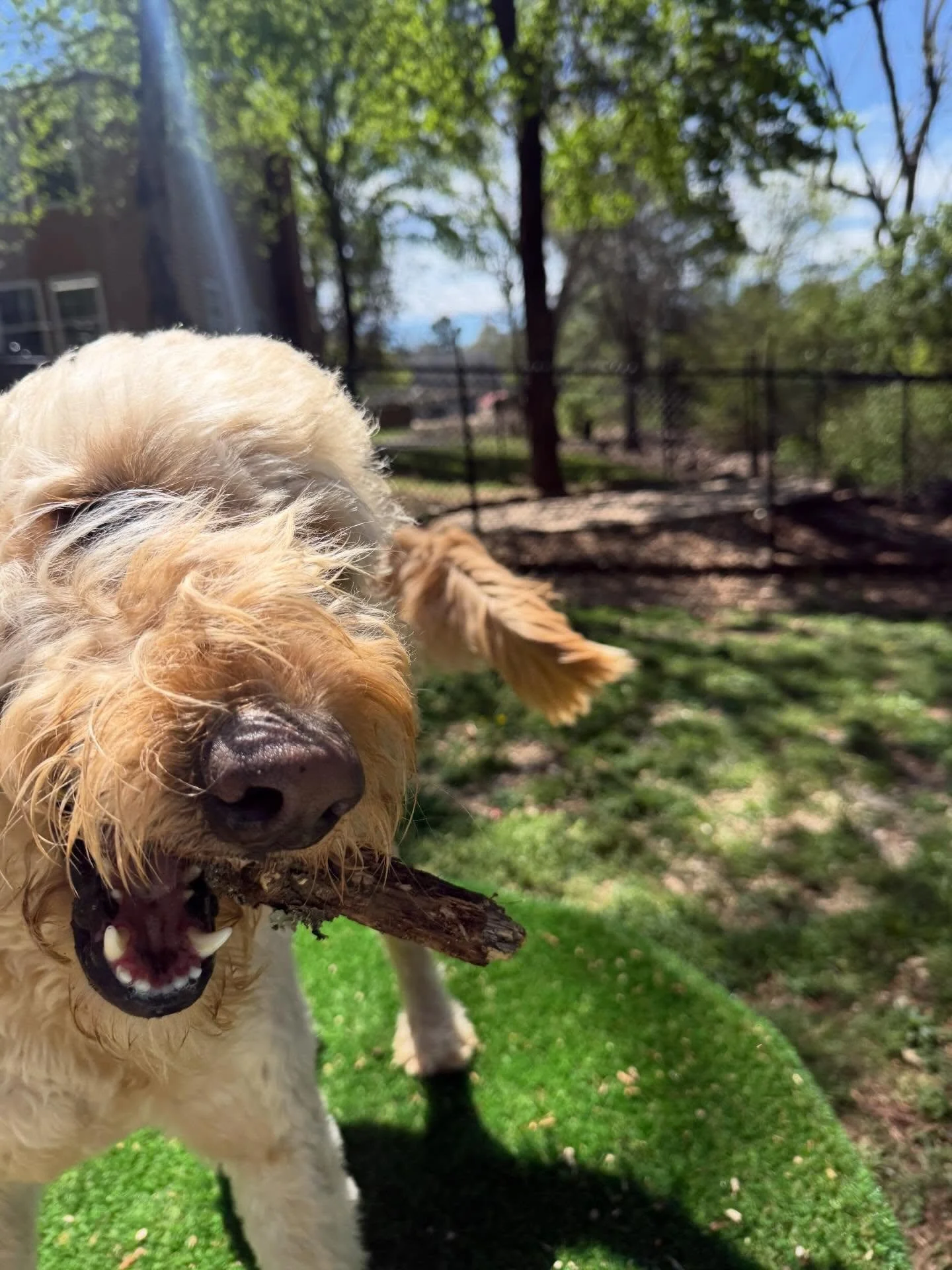 Just dogs being dogs! 😎

By the end of the month we will have a fence that connects The Spa (Lobby) to The Hotel -> and about 8 more private big dog yards branching off of the Fenced In Hallway. 

Every dog you send us just means more fun for you