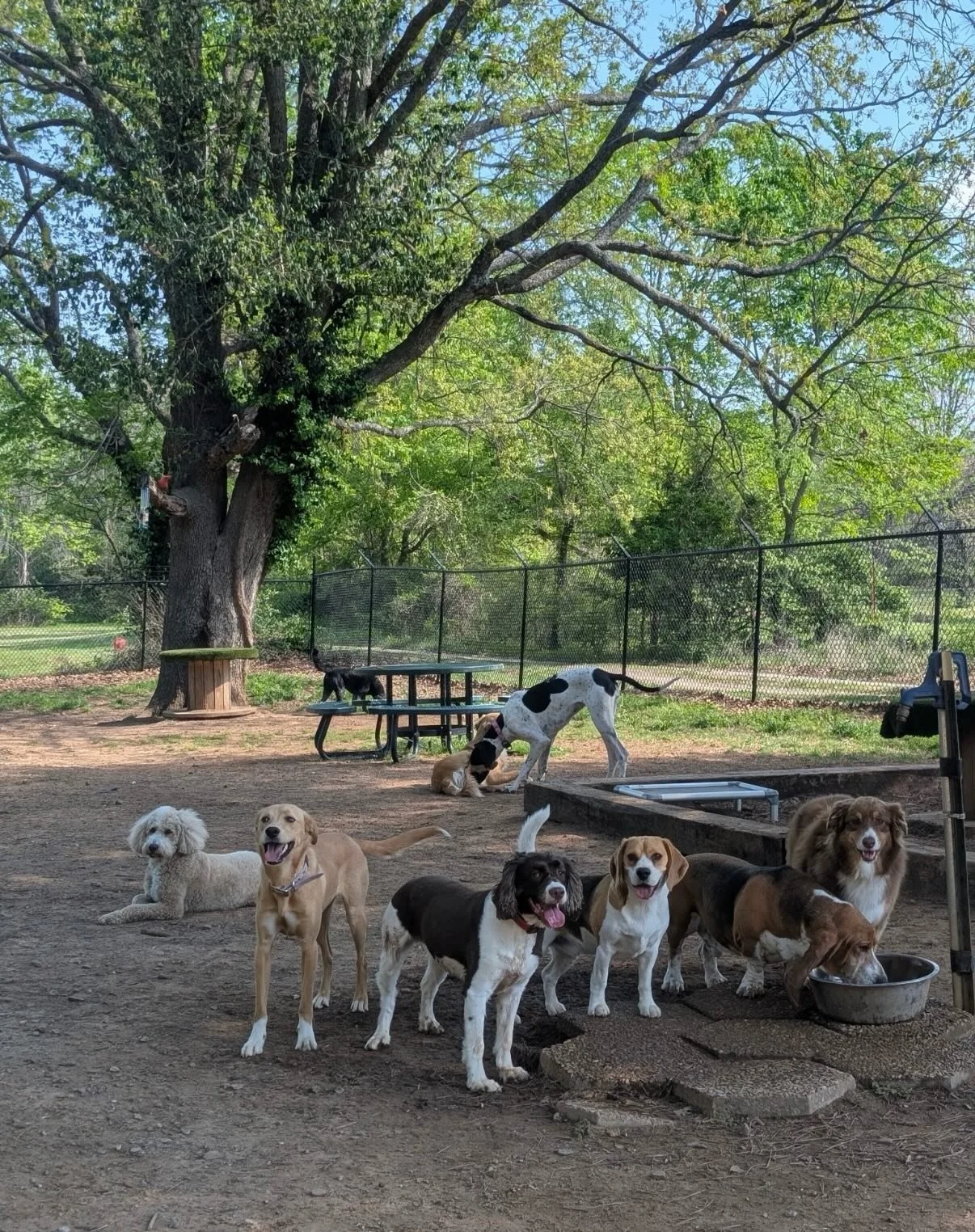 In my next life I wish to be reincarnated into a dog that frequents Rover Oaks 2/3 times a week BUT right NOW I just wish I paid attention to MGMT 21003 Managing People &amp; Organizations at @uawaltoncollege a few years ago 😆🤣