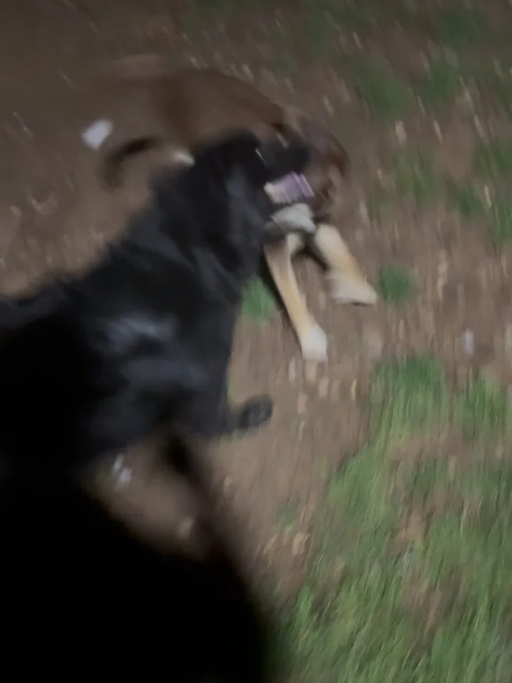&ldquo;What are you doing this Friday night?&rdquo;

Well Dickson asked for some help chasing the laser pointer and let&rsquo;s just say I couldn&rsquo;t catch it either 😉 #Obsessed

Scout&rsquo;s dad makes him sit at the door every time he visits-&