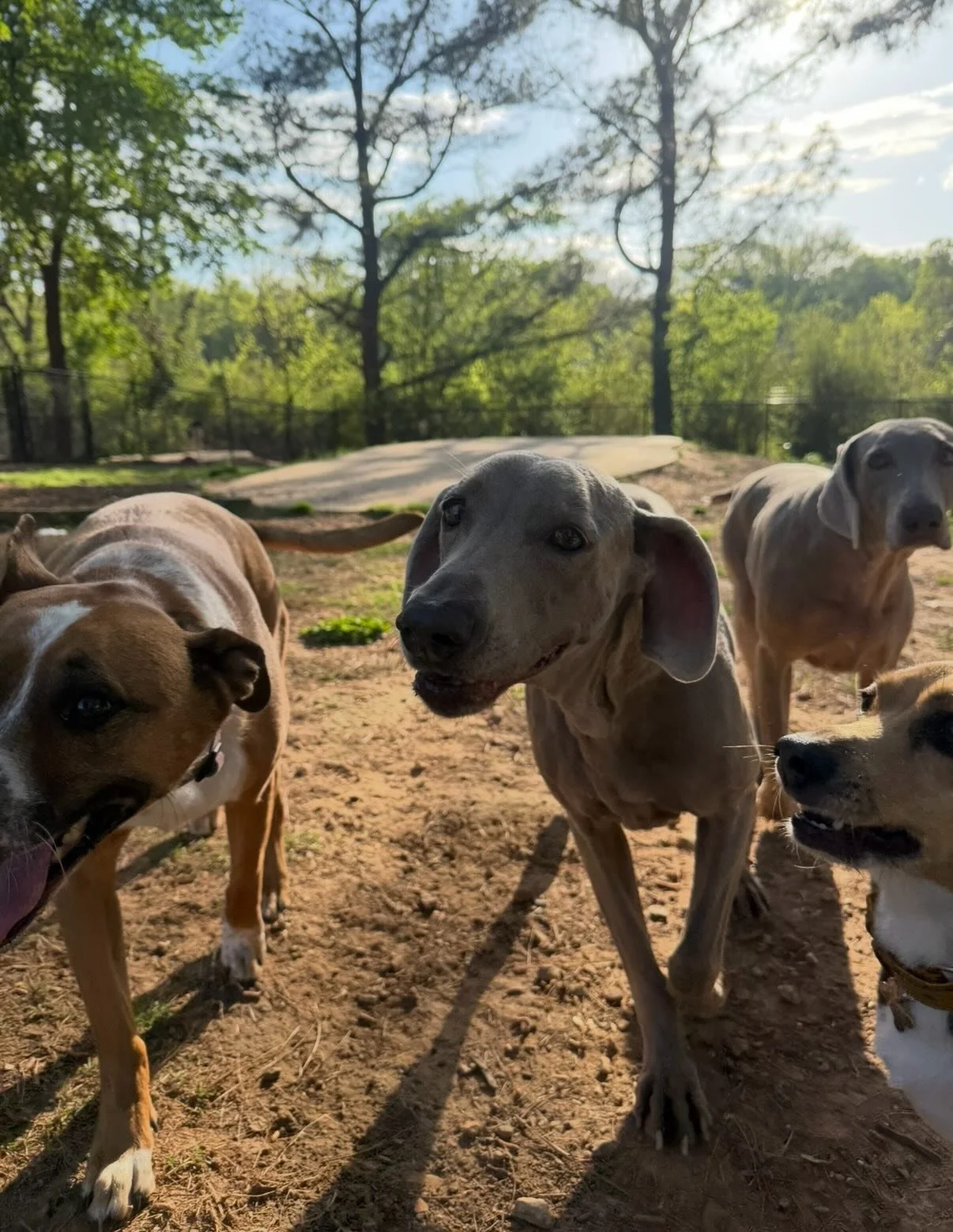 The kids were outside most of the day but a couple of them were upset that I wouldn&rsquo;t let them hang inside and be lazy and watch The Masters &hellip; ⛳️ #PromisedThemAnOutdoorTV

Malcolm takes such great pics and is a top 5 dog until it comes t