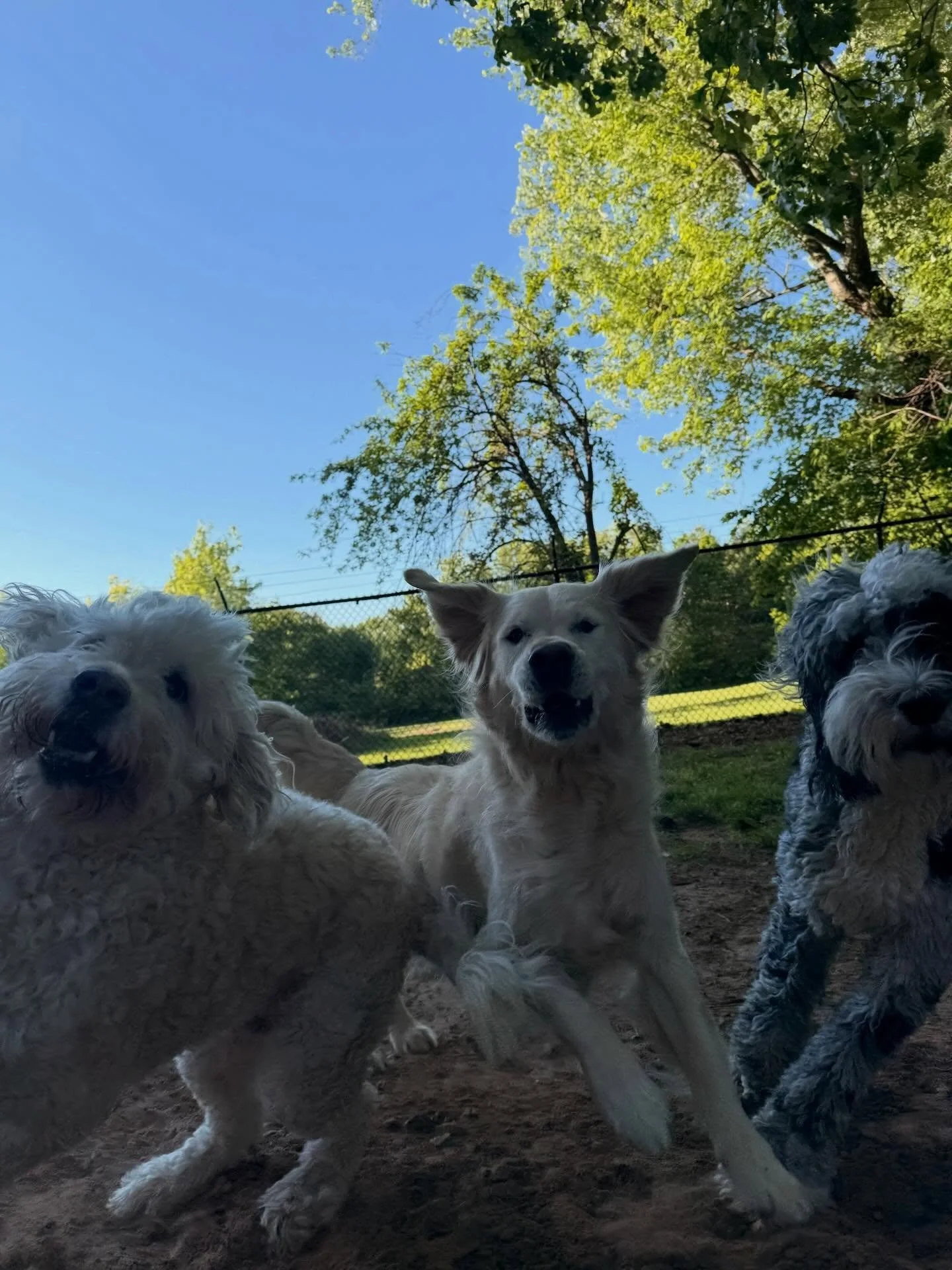 The dogs enjoyed the Kentucky derby and even had a few races of their own 😎
