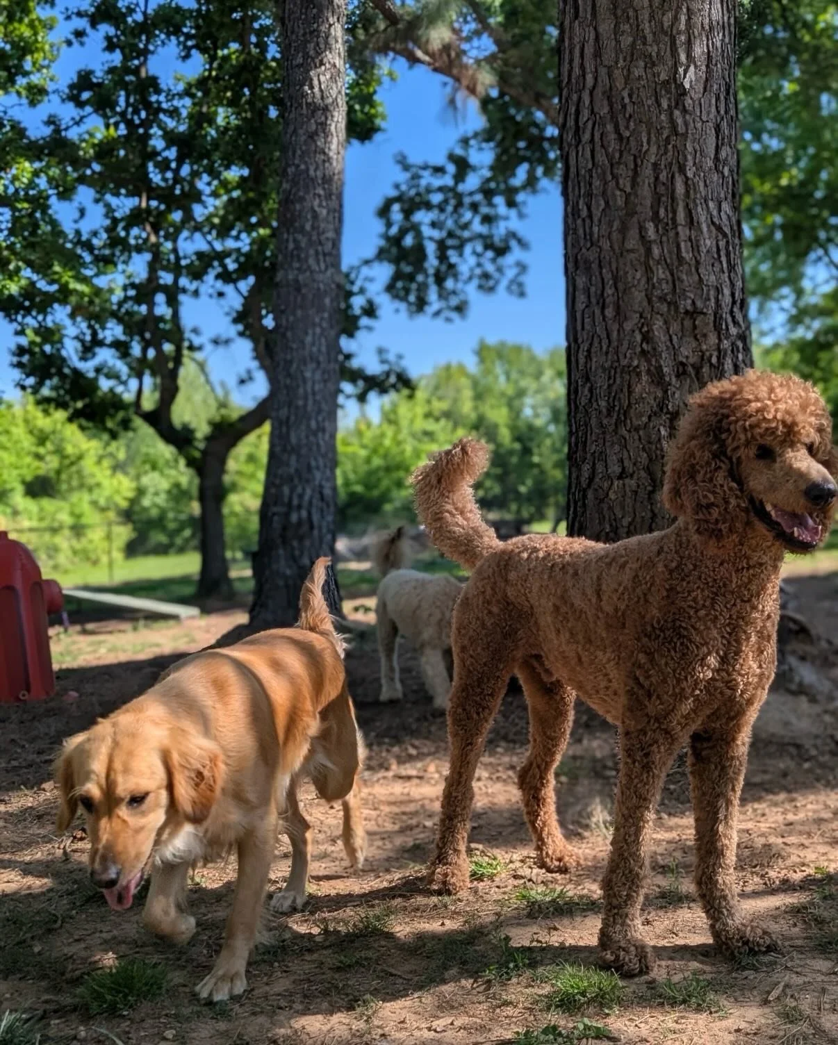 Lots of dogs and lots of fun today

Cricket &amp; Ranger are besties

Winston loved Buckley and was asleep by 2 today he played so hard 

We have a surprise in store for tomorrow 😎

PS -  A New Ice Cream place is in downtown Springdale which is such