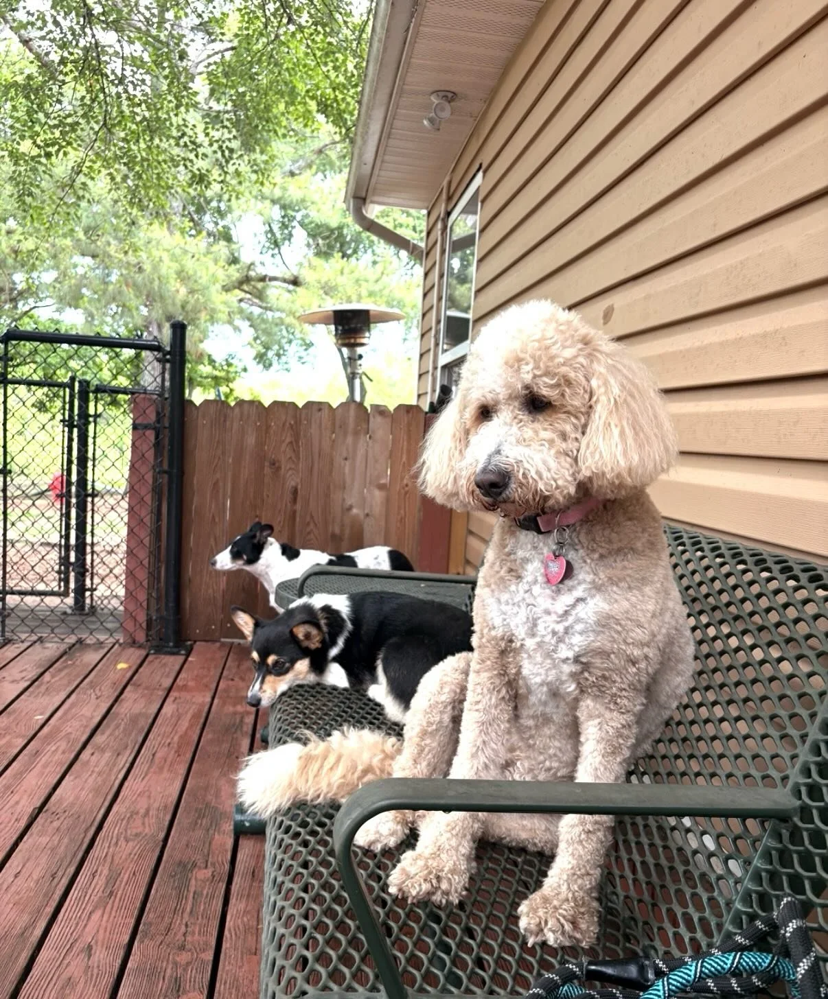 What a Good Day to be a Dog At Rover Oaks! (Or human 🫡)

It was Sally&rsquo;s 5th day of PlayCare today (she&rsquo;s a cousin of Stella &amp; Ben) - and she had the best day ever! I tell people sometimes the one day temperament test is a scam &helli