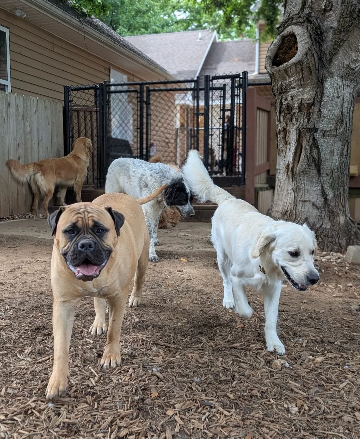 Another great day to be a dog at Rover Oaks .... how many is that in a row? I think 1,280 😉 #ForReal

WALTER! Walter is my sister&rsquo;s dog from Omaha and came for his first day of daycare and he had so much fun! He played lots and even humped som