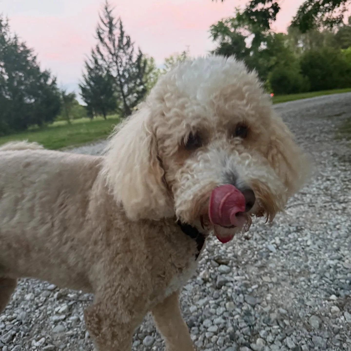 Daisy Girl! Unlike Golden Tempo she is a Triple Crown 🐎 👑 Dog (comes for Hotel Stays, Play Days, and Spa Treatments) and she&rsquo;s having such a great time! 

She got treated to a walk and a private tour of the back acre where I showed her where 