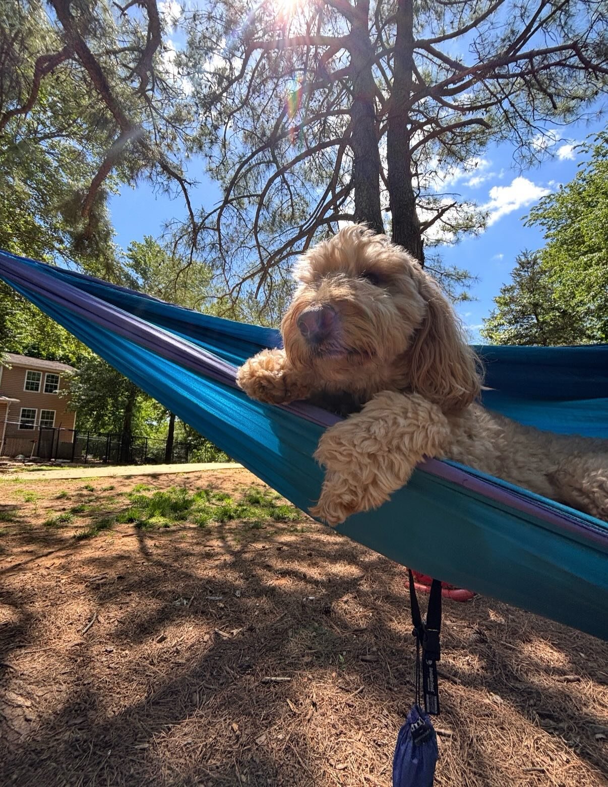Wrigley! He won &ldquo;Most Chill&rdquo; today in the Big Dog Yard and had such a good time 😂 I really wish I could be him and just ordered him a couple more hammocks for he and his friends #ReincarnateMeAsADog

Sophie is visiting us for 5 or so day