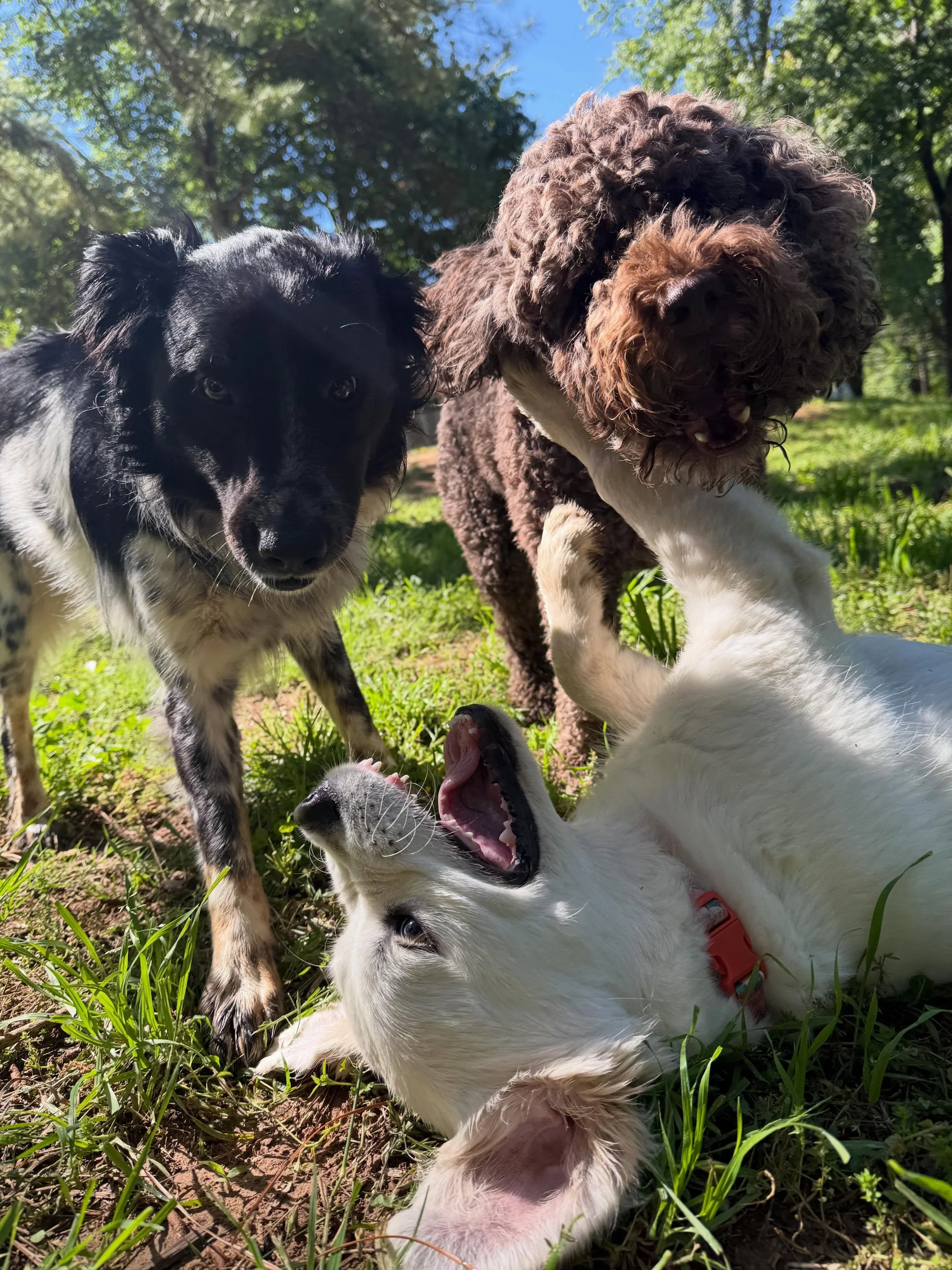 Dogs Dogs Dogs just getting to be Dogs having FUN! 

Why send your dog to a cement or metal building when they can come stay in a 4,200 square foot house turned into a Dog Hotel where they can get dirty, have fun playing, and get lots of love? #YouTe
