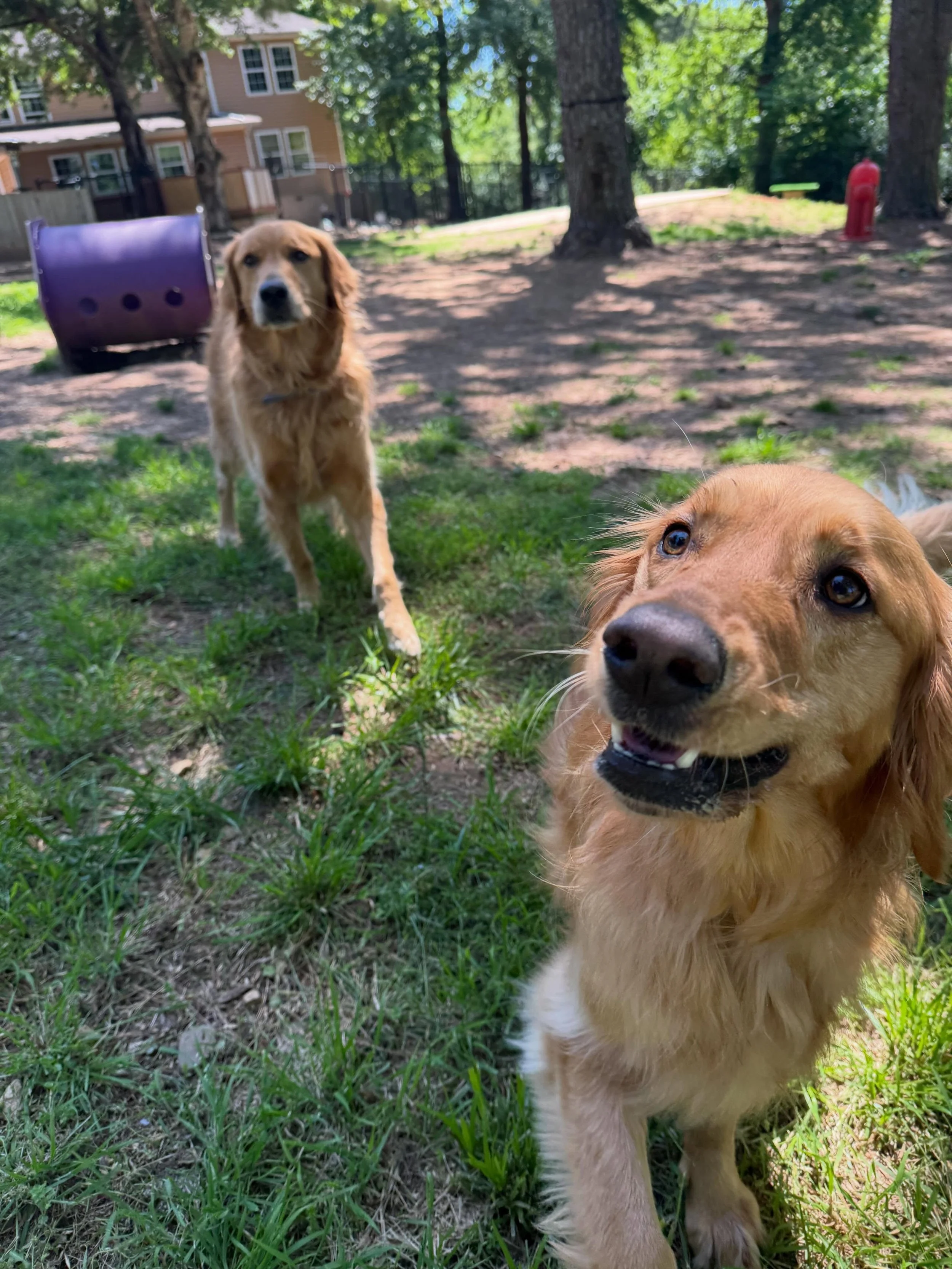 Goose &amp; Palmer! They are cousins in real life so they love when they are both staying at our Hotel at the same time 😎 #SizeDifferenceIsInsane

Ruby &amp; Cherry came today and are best friends with Sophie. Holmes wants to be Cherry&rsquo;s new B