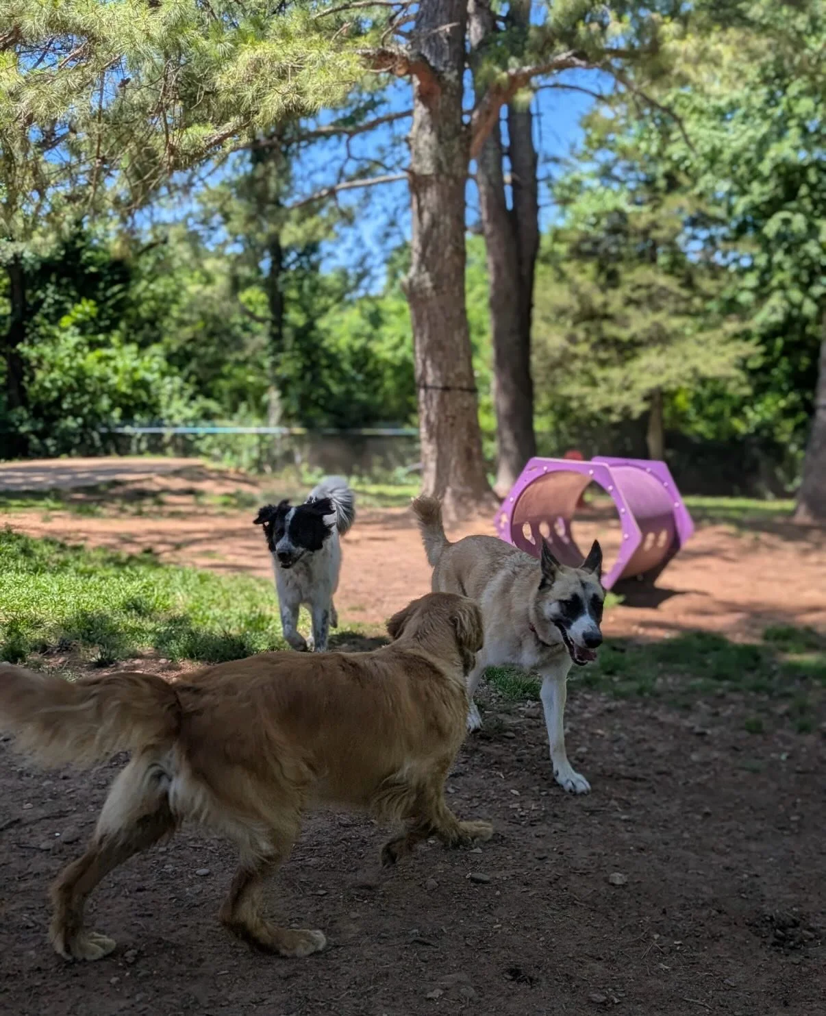 Dogs Dogs &amp; Dogs just being Dogs! Every dog got muddy yesterday and they told me it was Mabel with the water bowls &hellip; I&rsquo;d say it was probably that Sprinkler that Raven turned on 😉

Gus&rsquo; Girlfriend and WWE Partna Penny is stayin