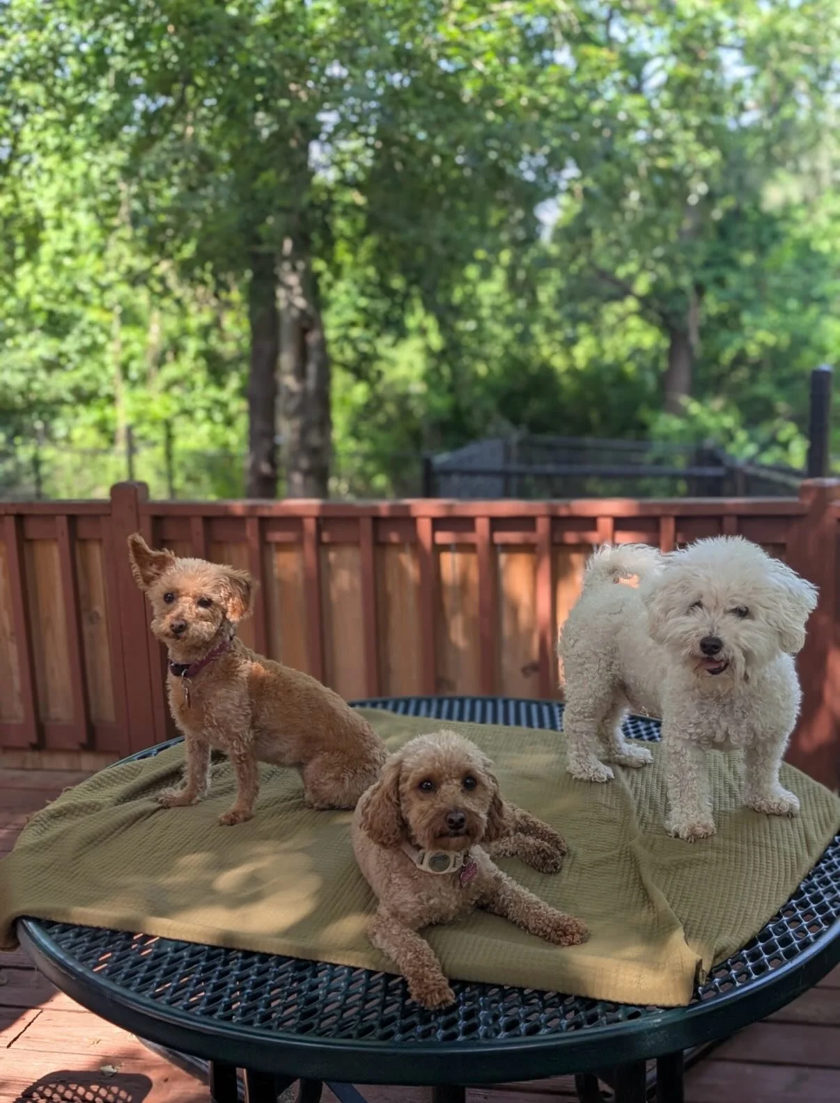 The Sun Always Shines On Rover Oaks&trade;️ 

Some very photogenic dogs today 😜